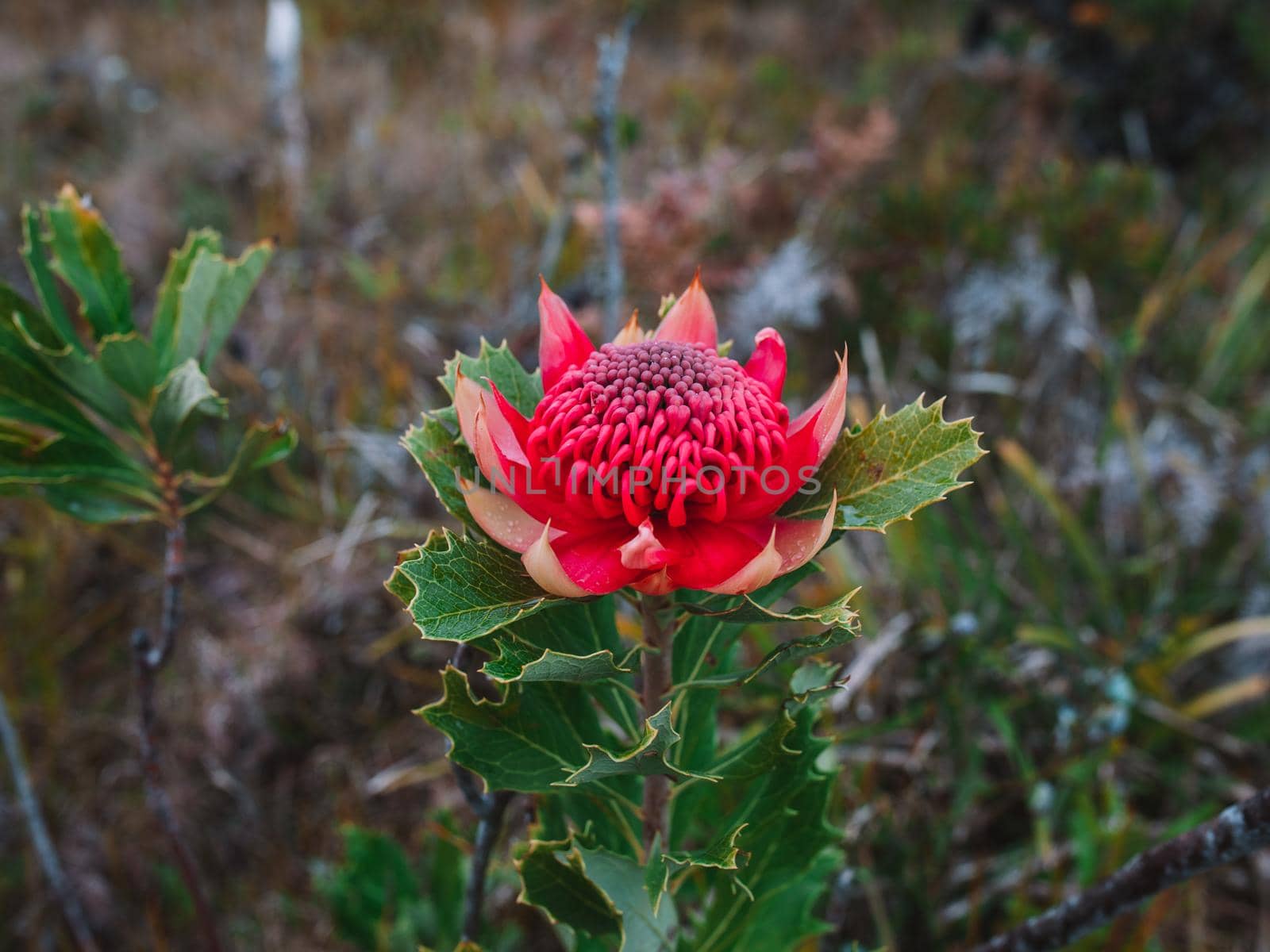 Australian native red and magenta Waratah flower. Flower head. High quality photo