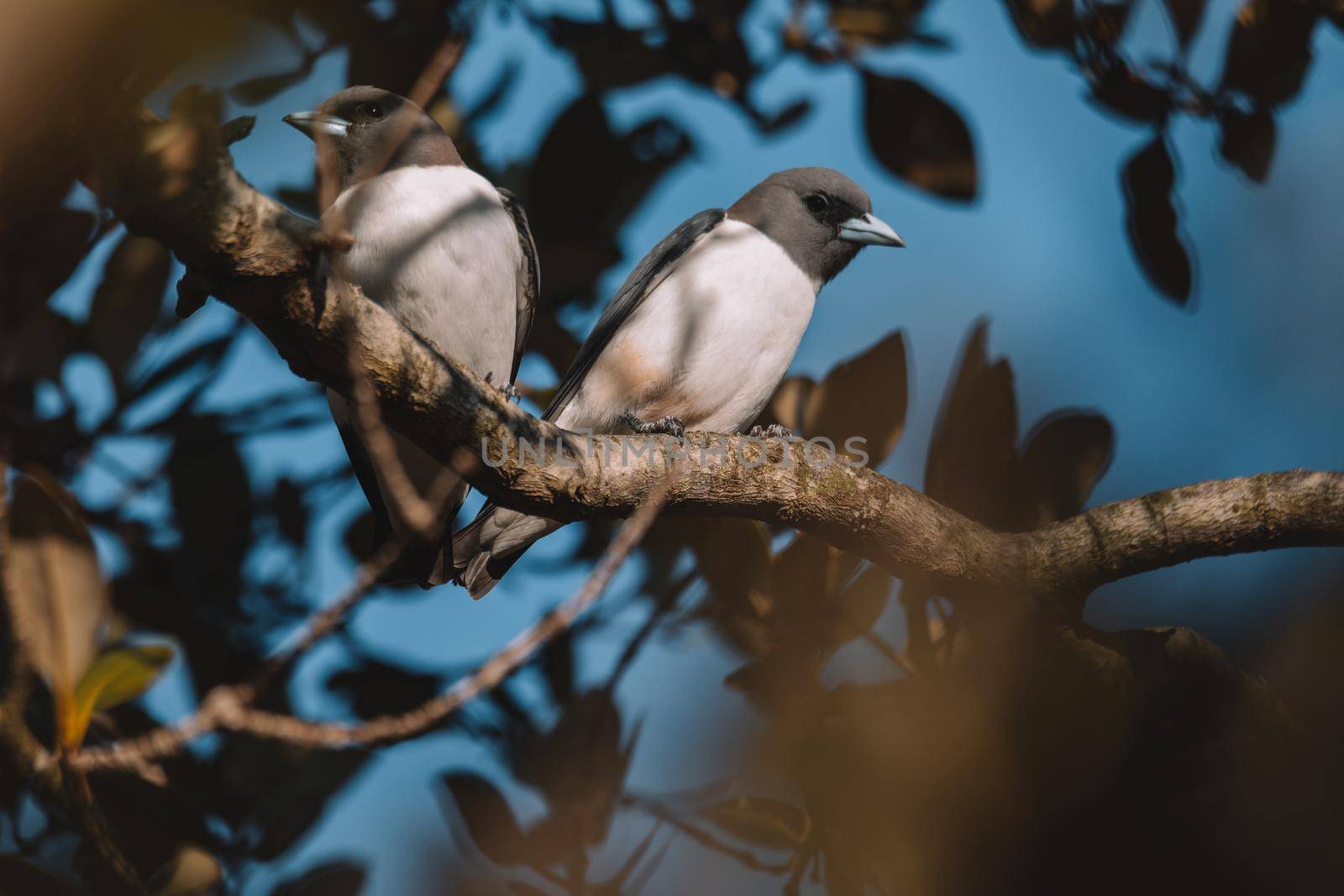 White-breasted Woodswallow (Artamus leucorhynchus) in Australia. High quality photo