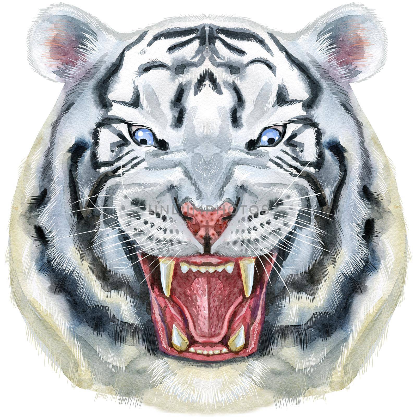 Hand drawn Tiger. Watercolor drawing white tiger head, blue eyes by NataOmsk