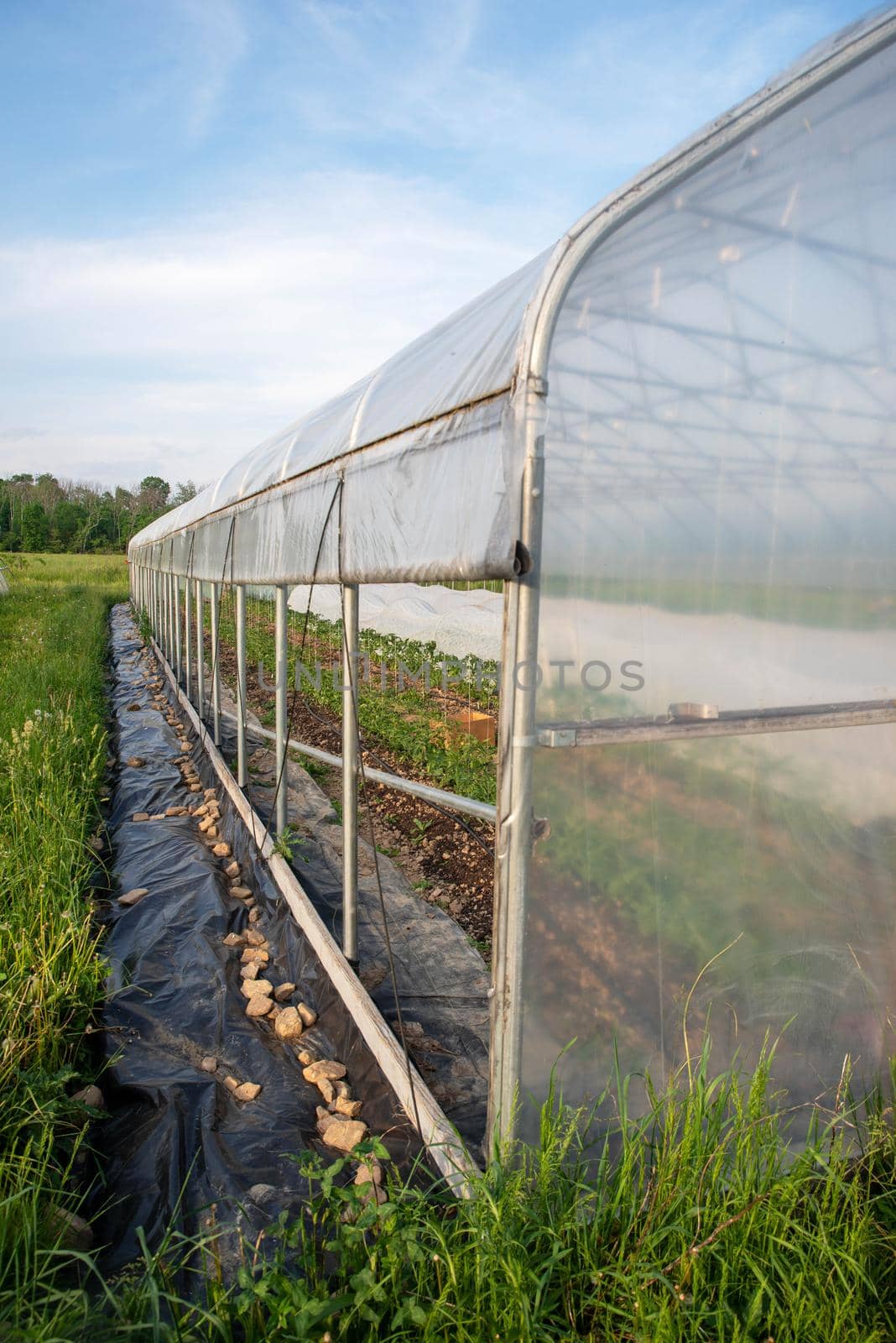 Vertical image of receeding greenhouse exterior in green grass and blue sky by marysalen