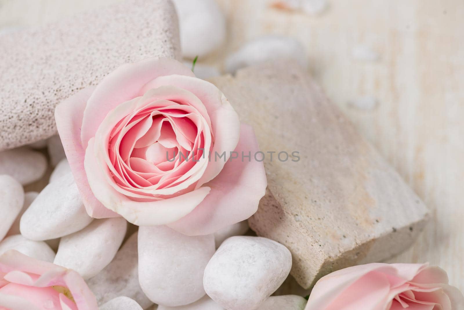 Spa settings with roses. Various items used in spa treatments on white wooden background.