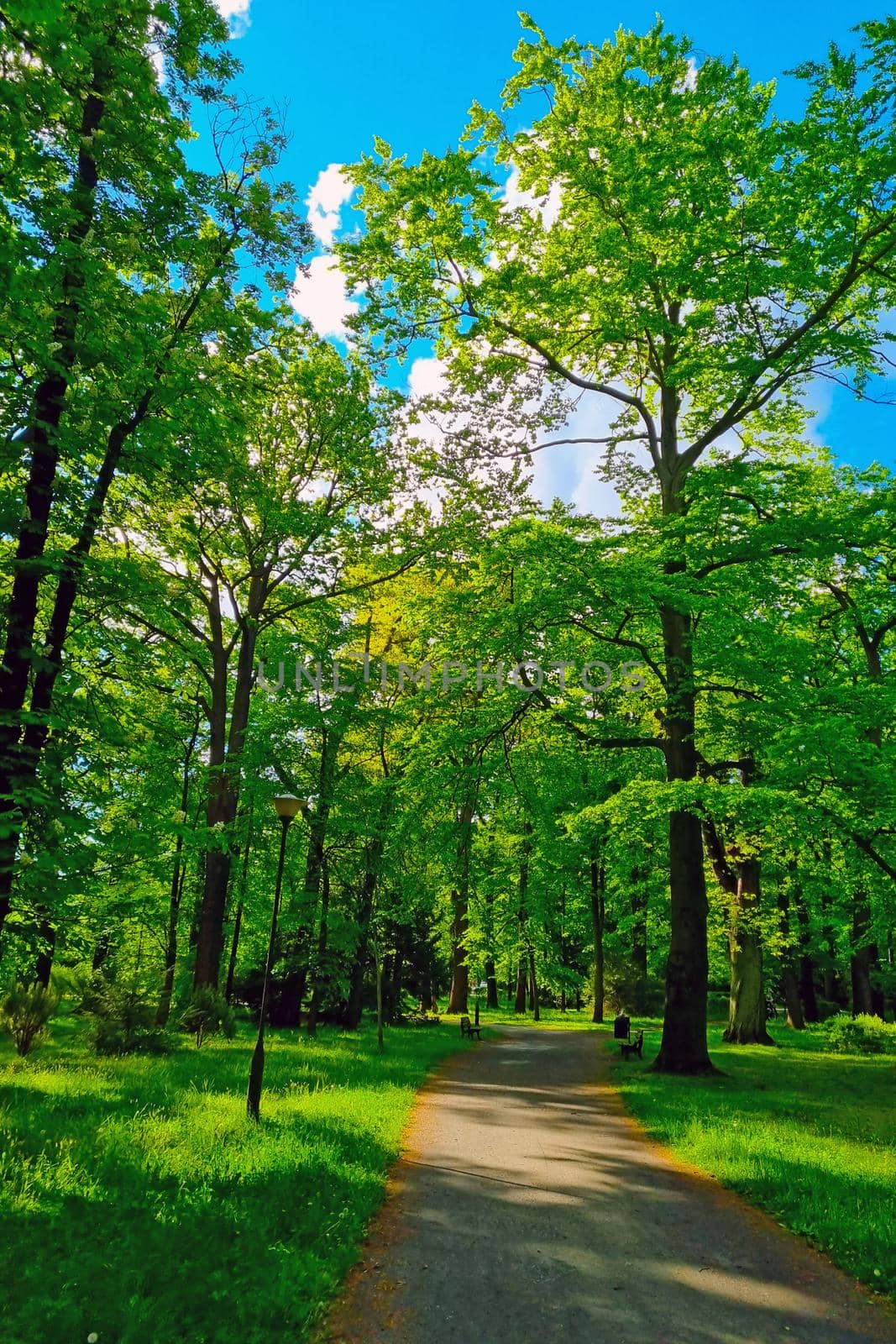 Scenic walking trail in a green garden