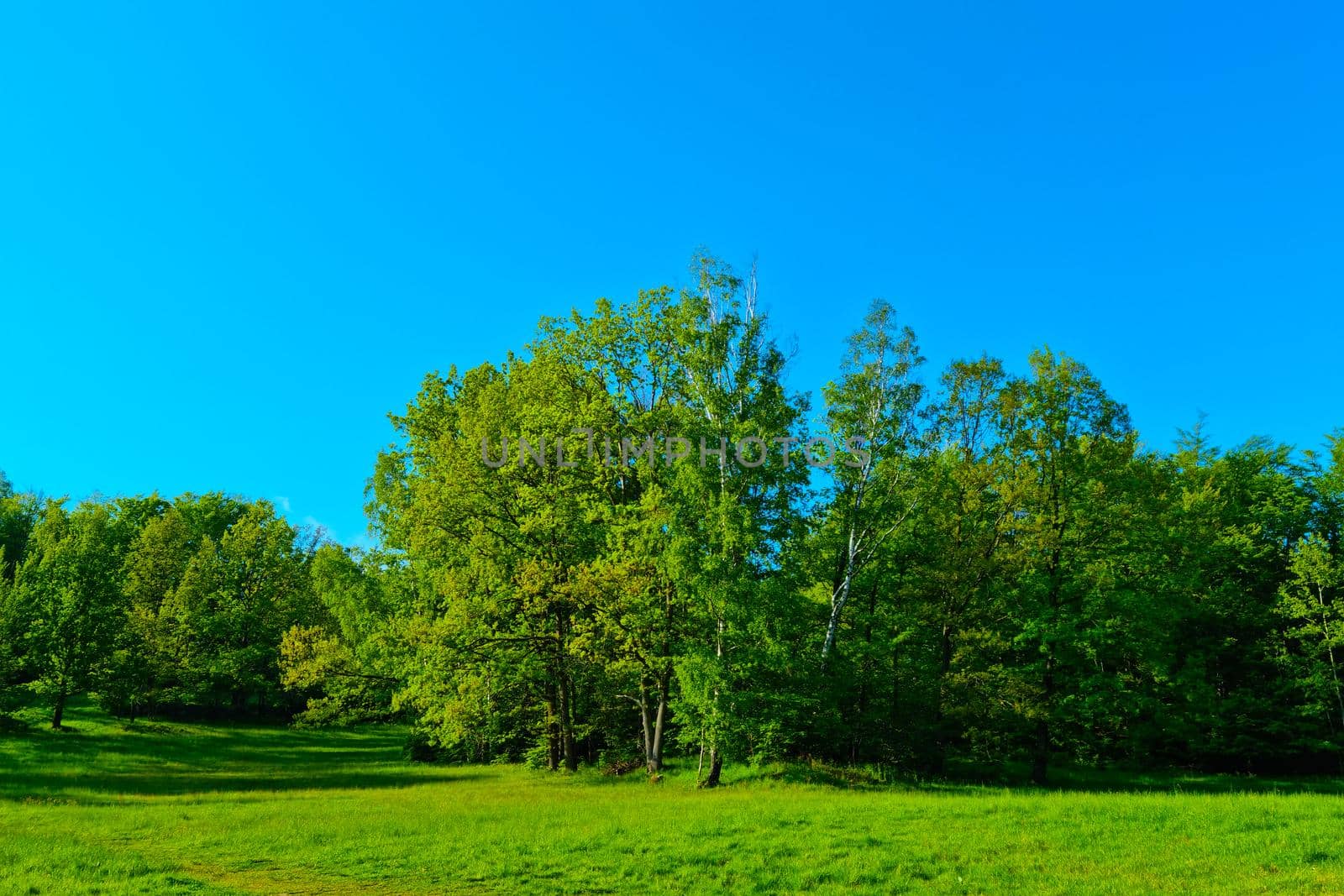 Beautiful green trees and green meadow on a sunny day. by kip02kas