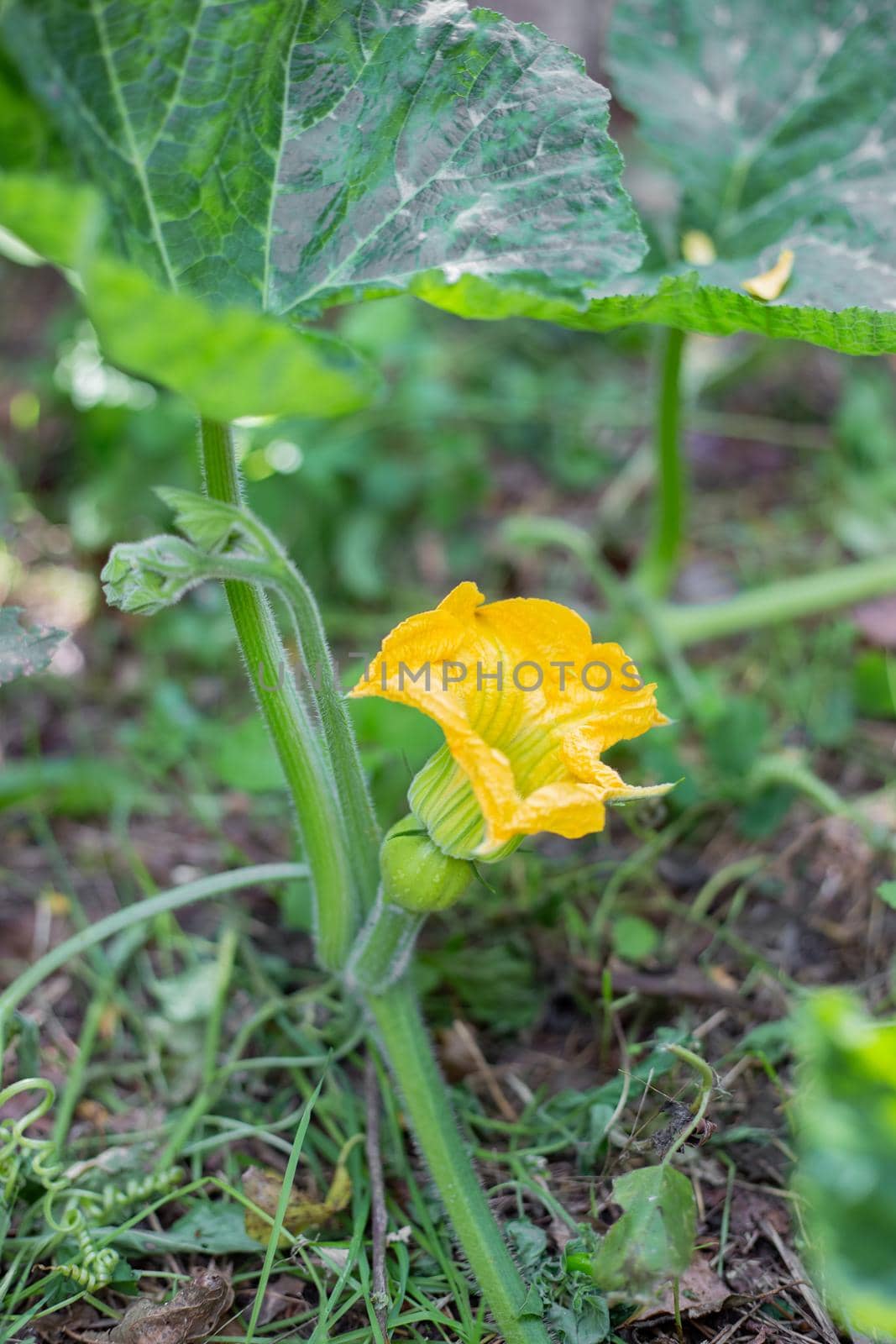 Yellow pumpkin flower. Growing vegetables in the garden.