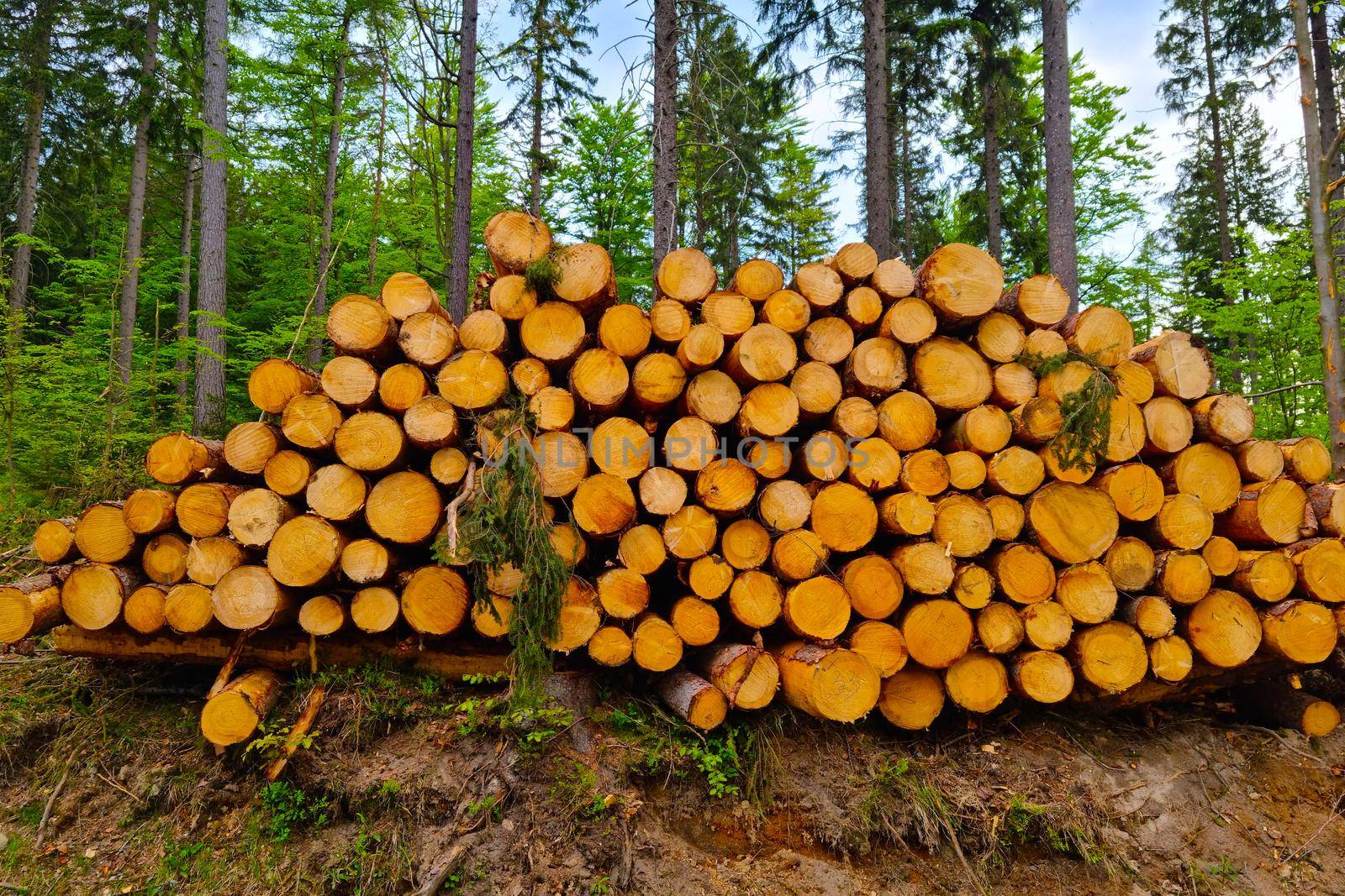 The trunks of felled trees lie on the ground. Deforestation, rising prices of wood, destruction of nature. by kip02kas