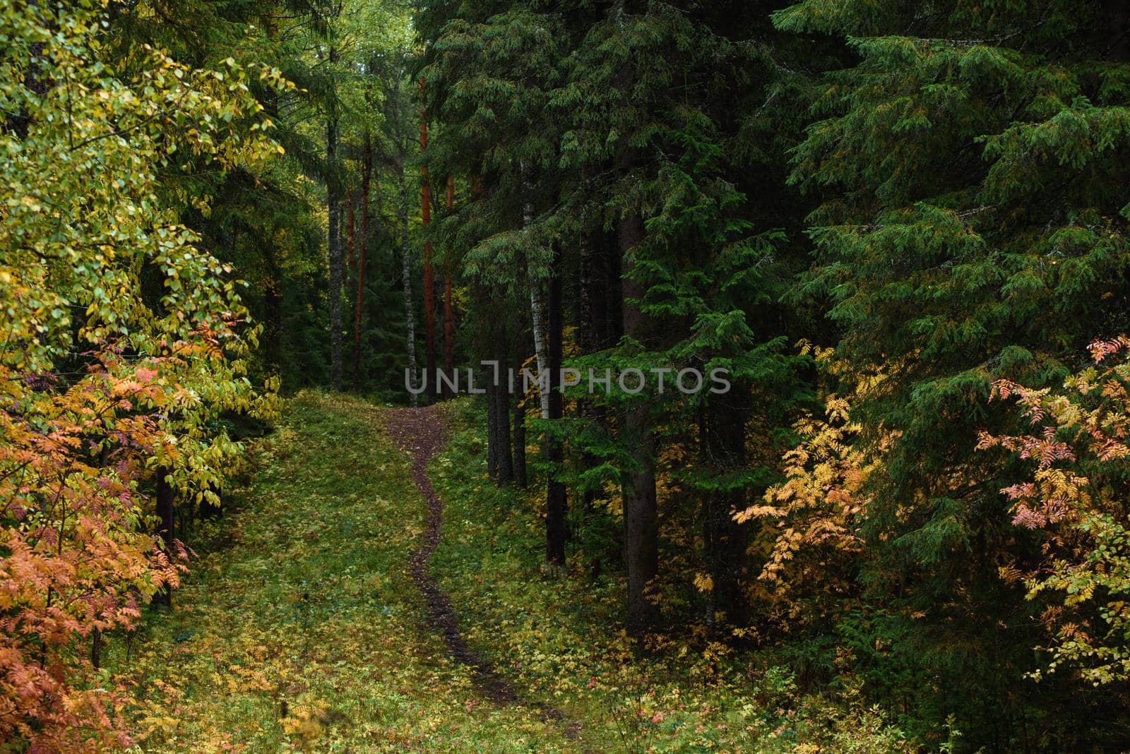 A path running past the trees of the northern forest in the autumn season.