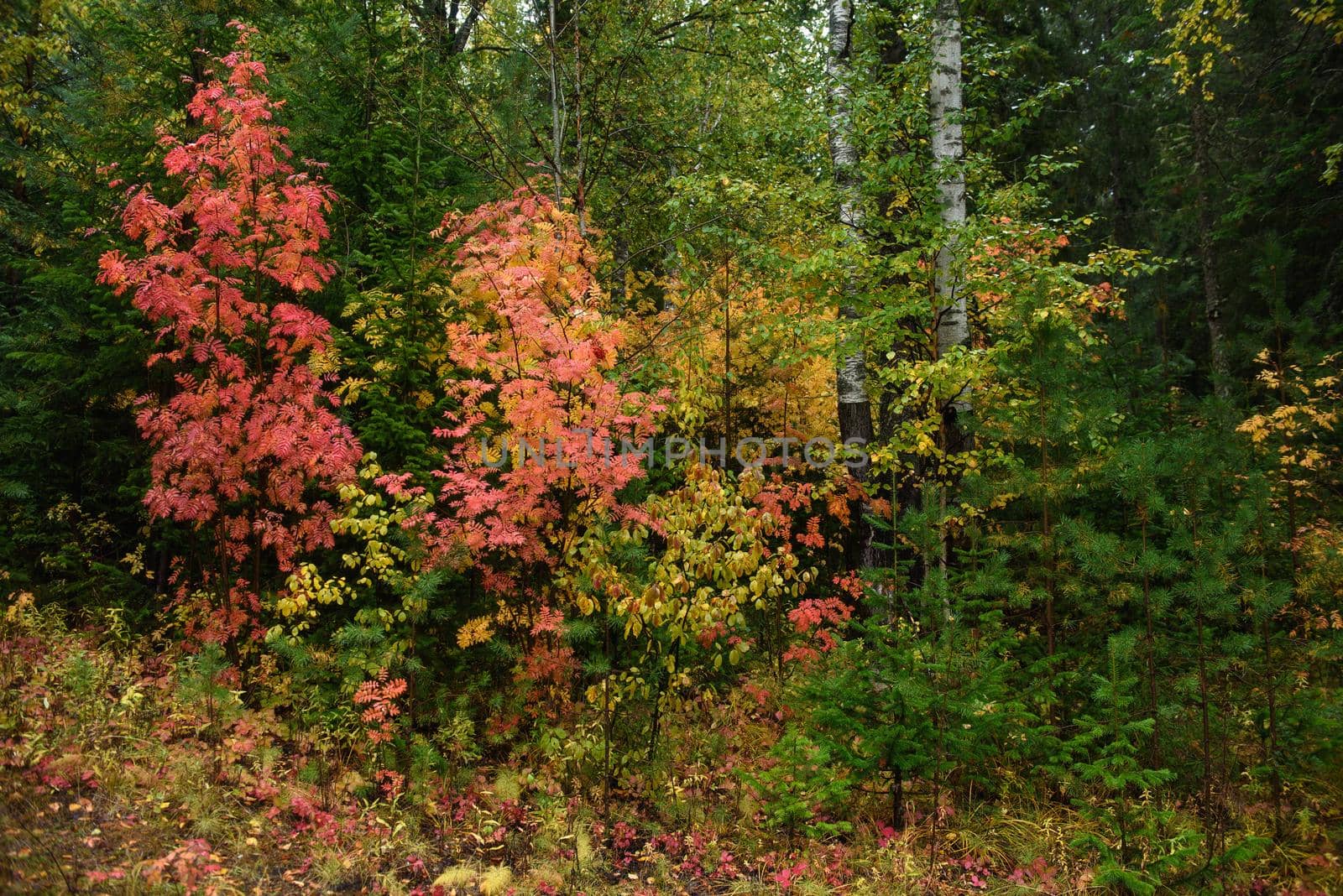 Colors of autumn. Landscape. Mixed forest. Colorful leaves and herbs in early autumn.