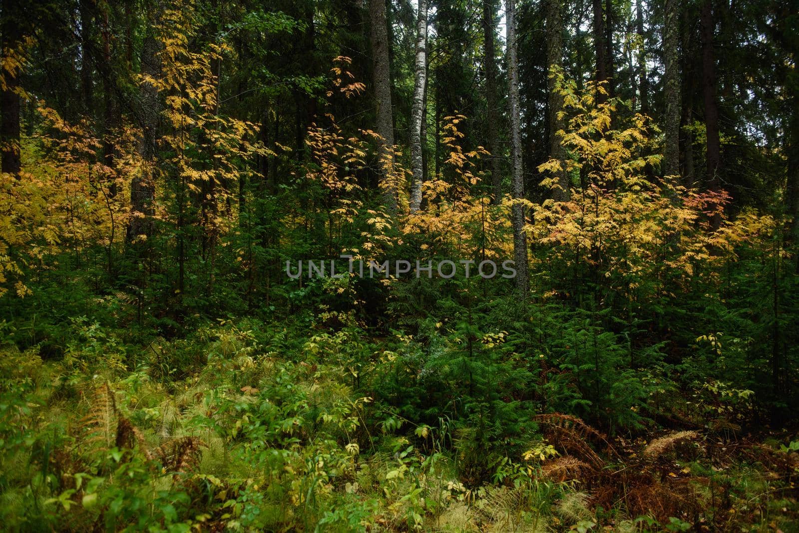 Colors of autumn. Landscape. Mixed forest. Colorful leaves and herbs in early autumn.