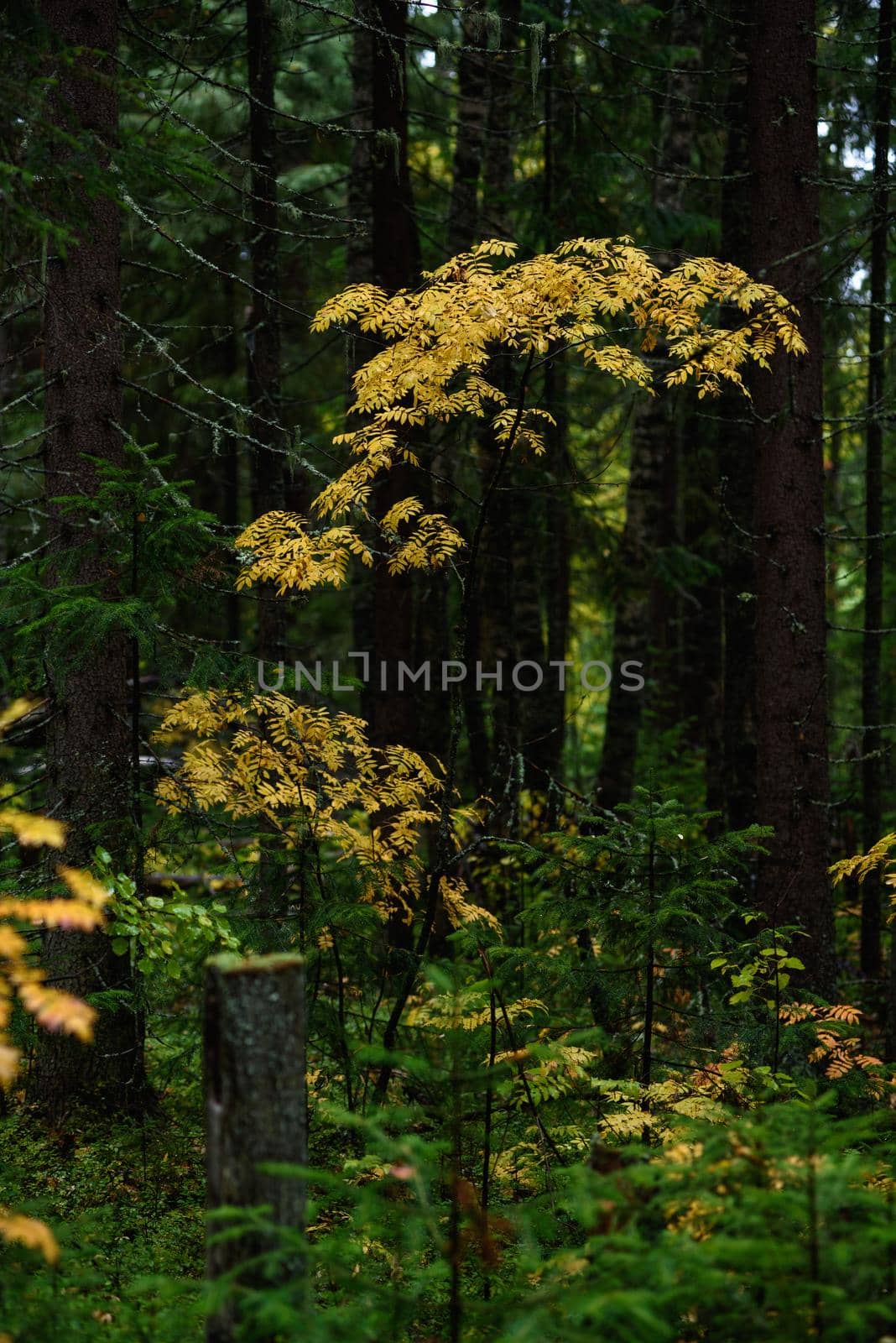 Colors of autumn. Landscape. Mixed forest. Colorful leaves and herbs in early autumn.