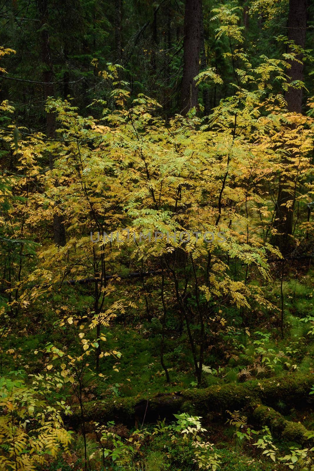 Colors of autumn. Landscape. Mixed forest. Colorful leaves and herbs in early autumn.