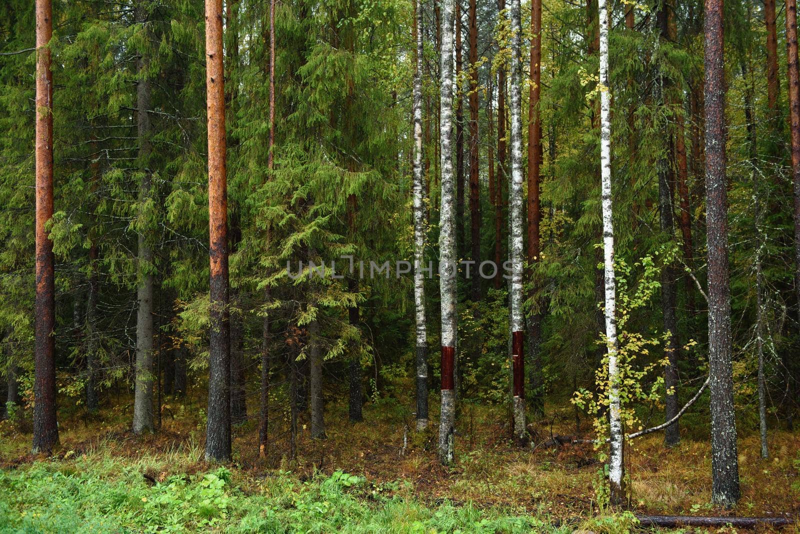 Colors of autumn. Landscape. Mixed forest. Colorful leaves and herbs in early autumn.