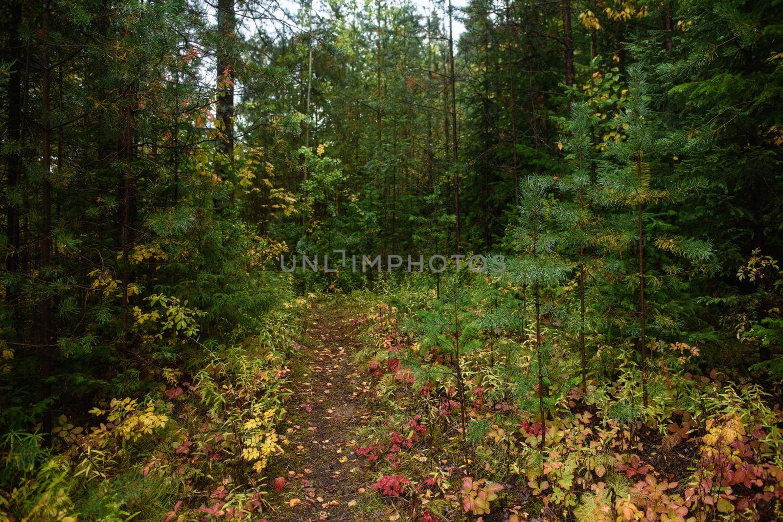 A path running past the trees of the northern forest in the autumn season.