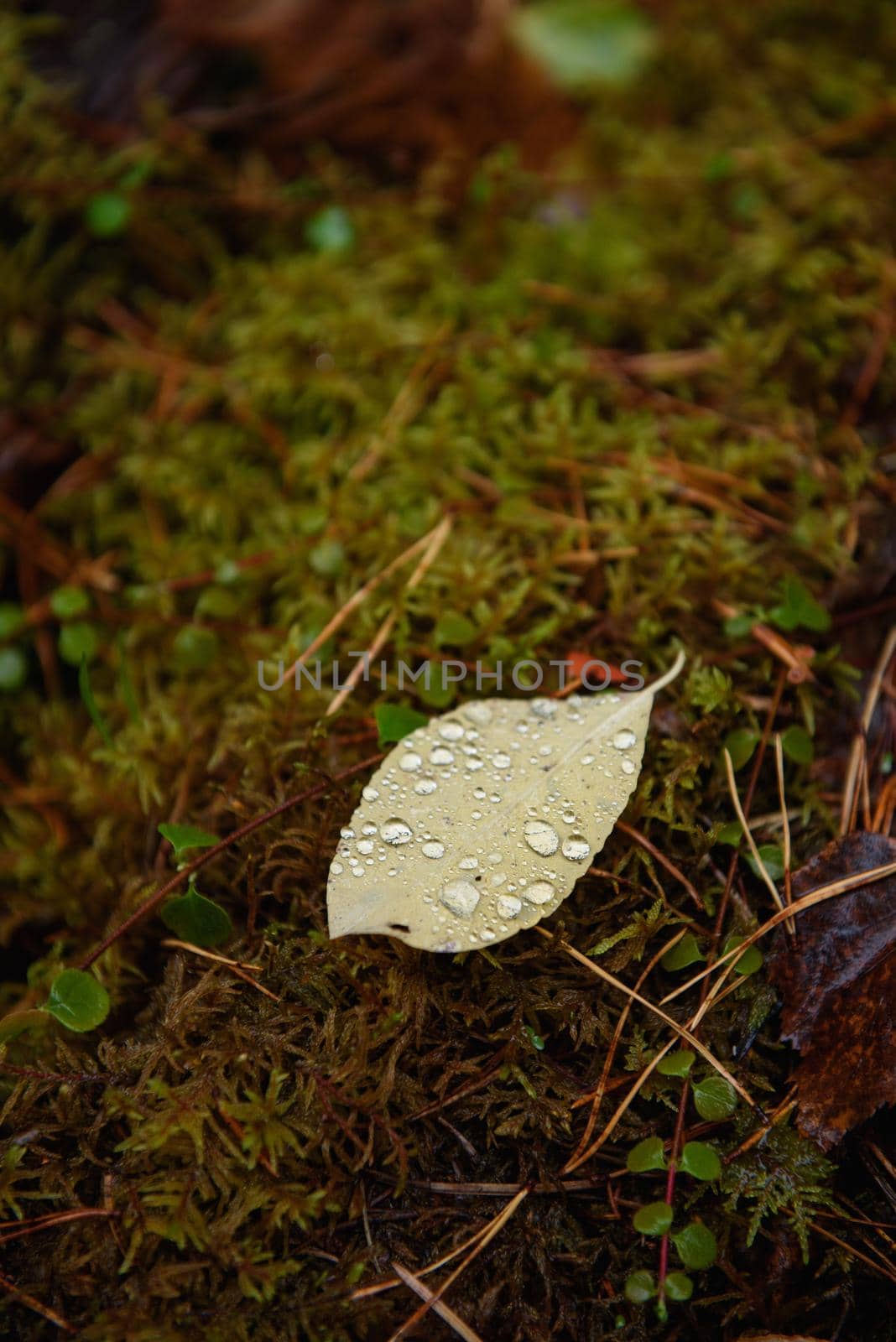 A fallen bird cherry leaf lying on the moss in the forest is covered with raindrops.