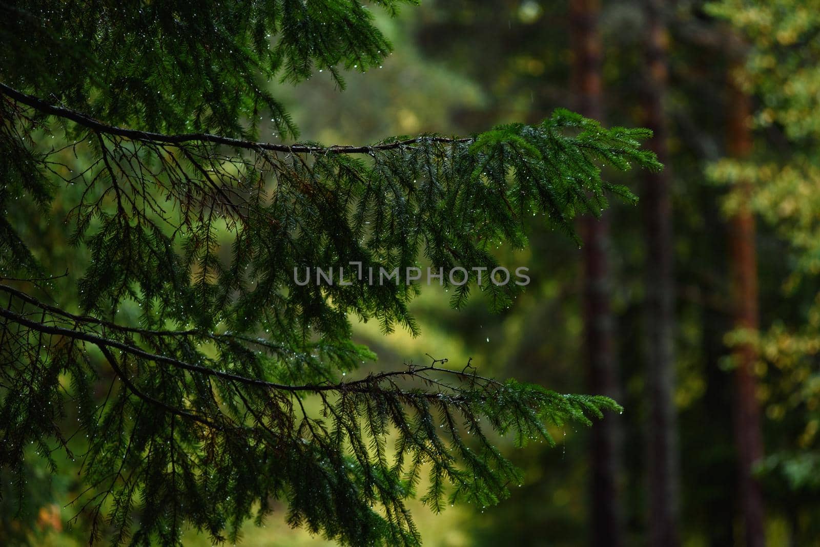 Spruce branches close up covered with raindrops on an autumn day