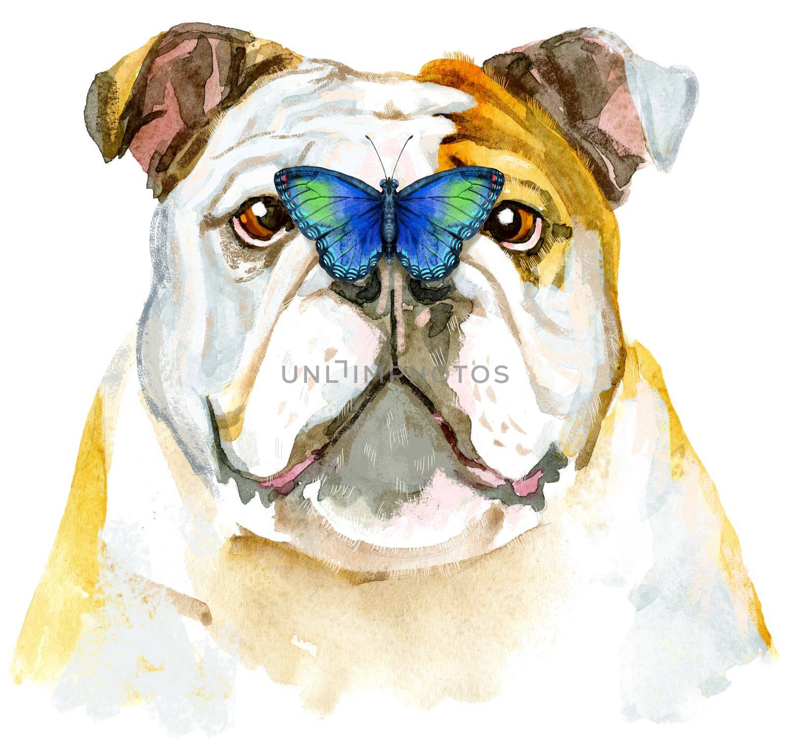 Watercolor portrait of bulldog with butterfly on its nose by NataOmsk