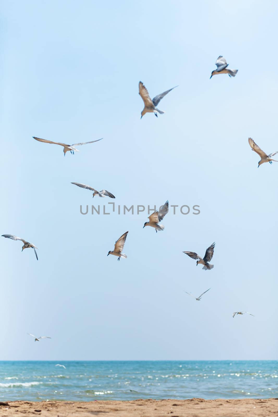 A flock of seagulls circling in the sky near the sea coast by Try_my_best
