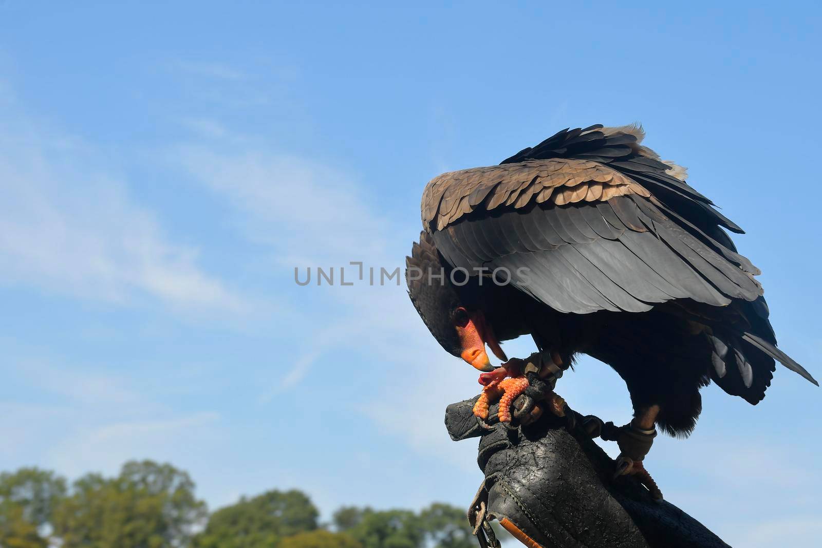 Bird of prey on hand of falconer. Falconer hand holds bird of prey against the background of blue sky.