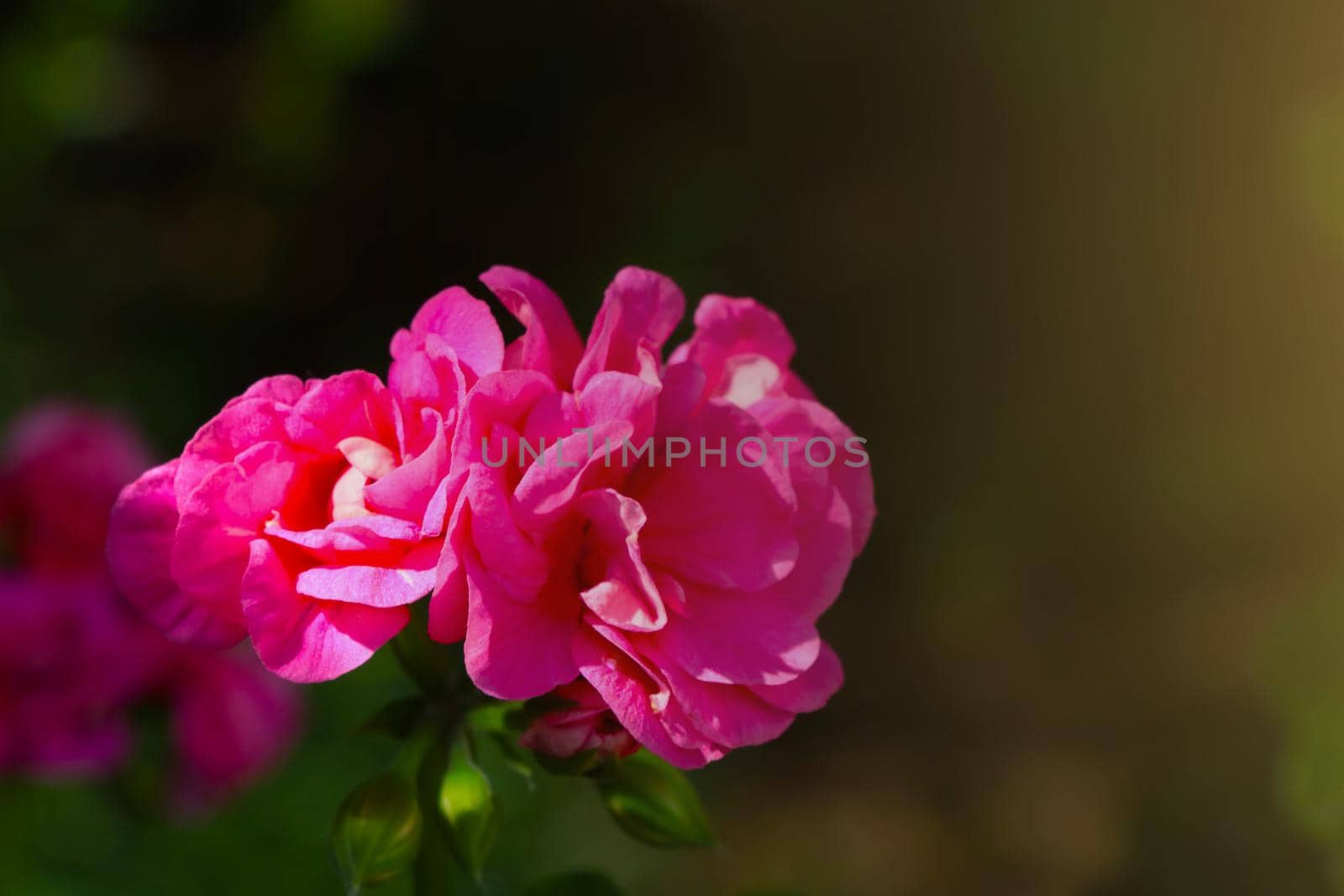 Beautiful flowering rose in the garden during sunset. by kip02kas