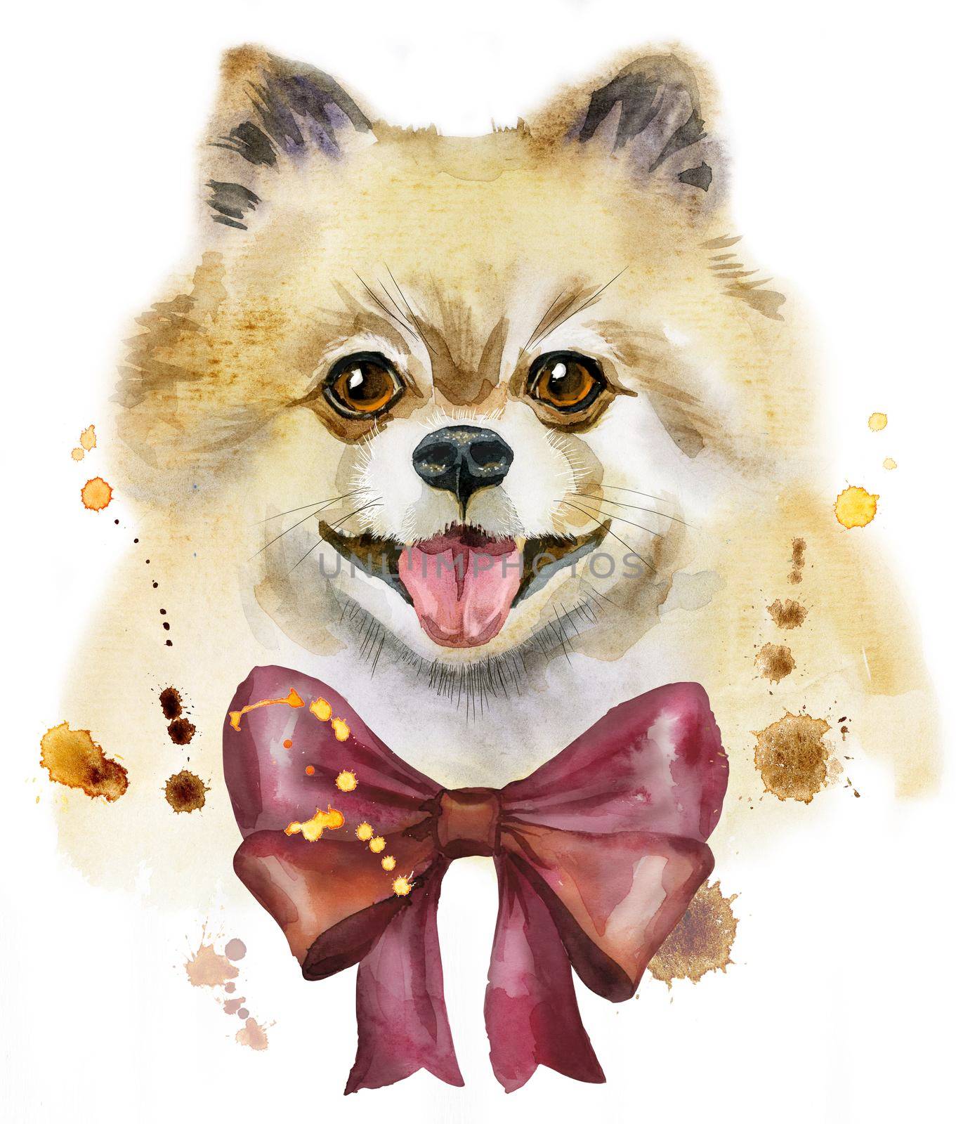 Watercolor portrait of dog pomeranian spitz with bow by NataOmsk