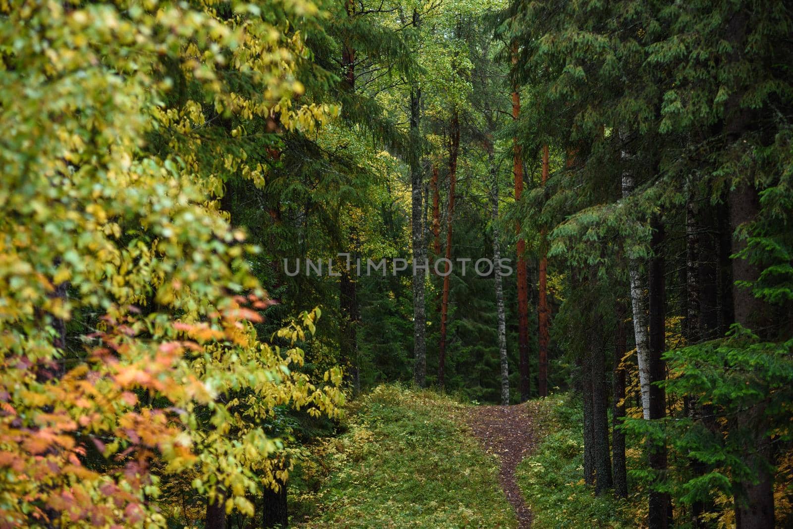 A path running past the trees of the northern forest in the autumn season.