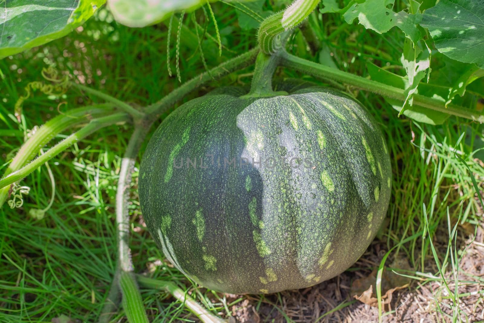 Large green pumpkin fruit. Natural plant product for dietary nutrition.