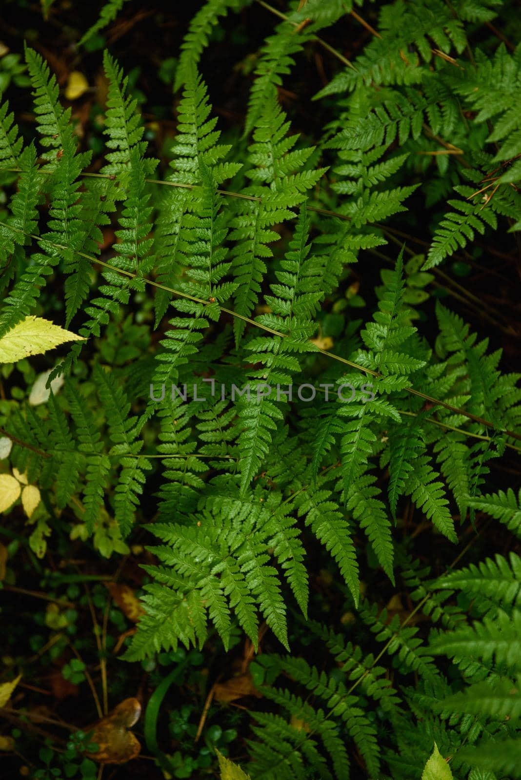 Fern leaves close-up in the taiga forest by oracal