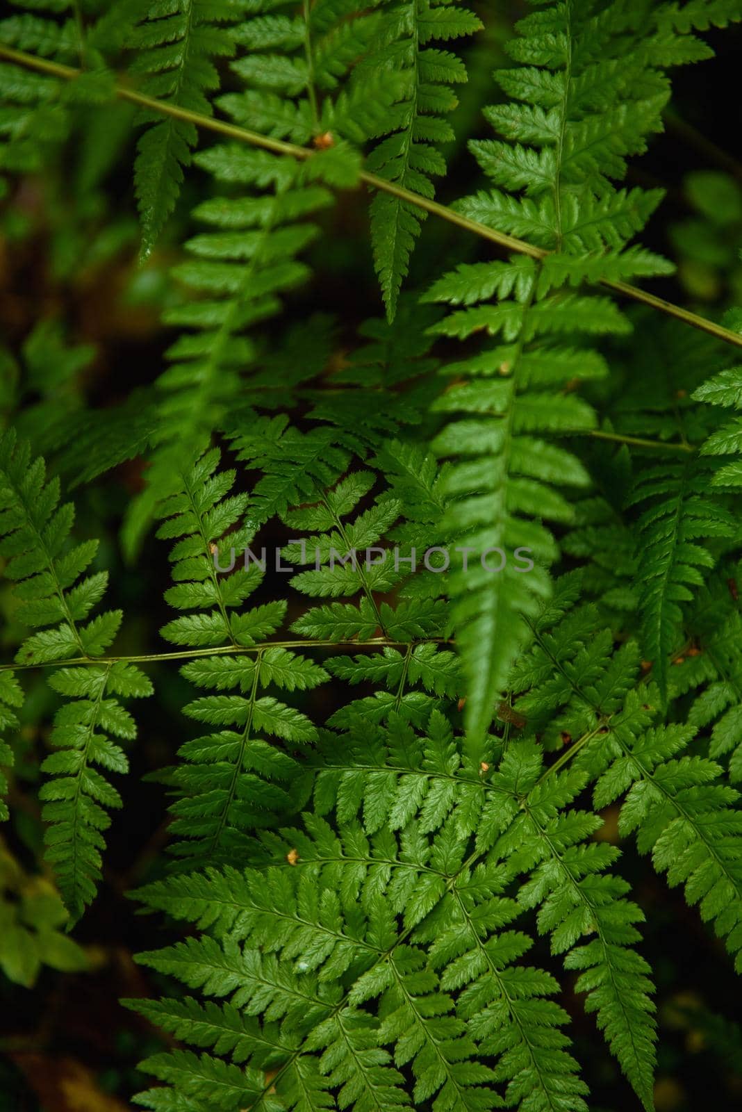 Fern leaves close-up in the taiga forest in the autumn season.
