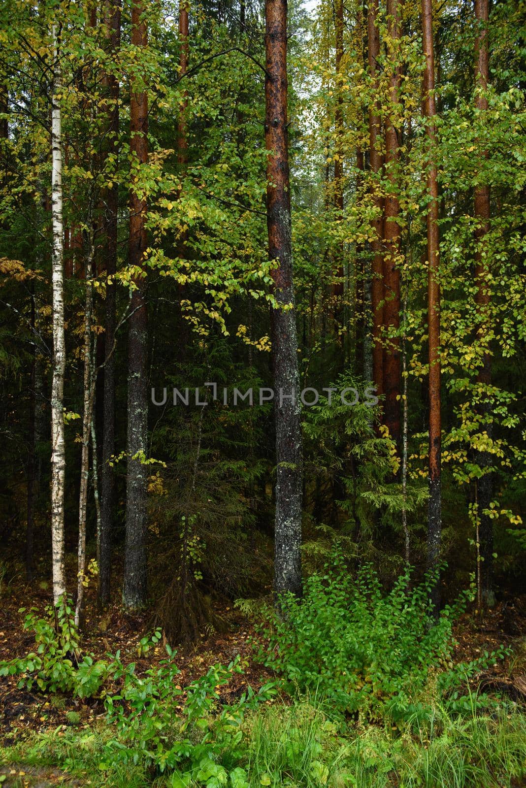 Colors of autumn. Landscape. Mixed forest. Colorful leaves and herbs in early autumn.