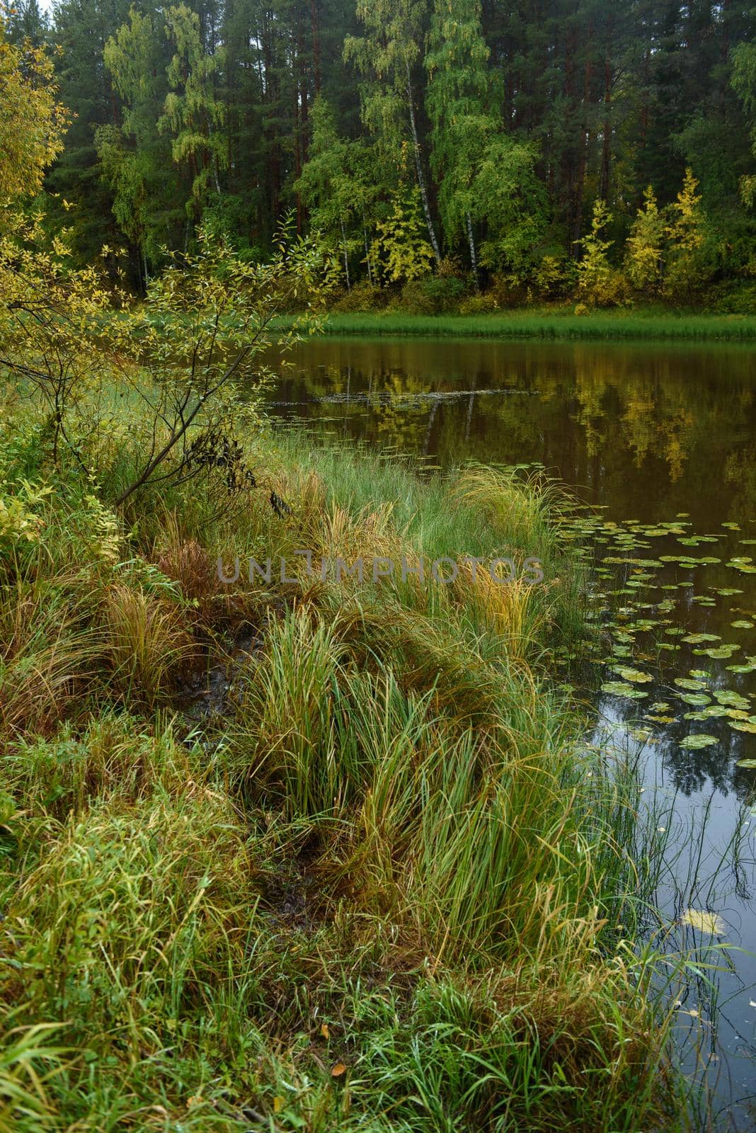 A picturesque lakein early autumn with grass and water-lily leaves