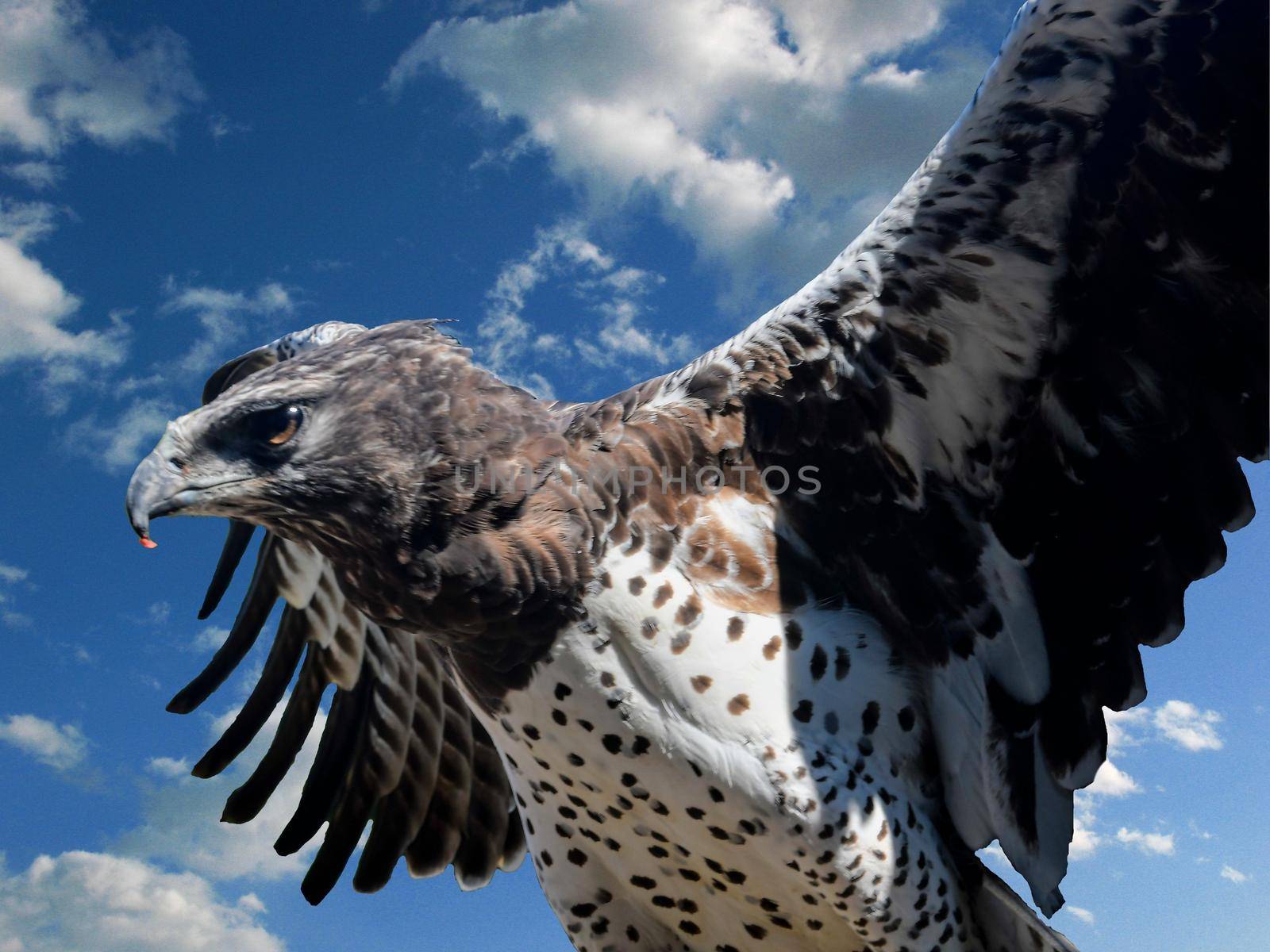 Bird of prey - eagle against the background of blue sky. Bird of prey on blue backround.