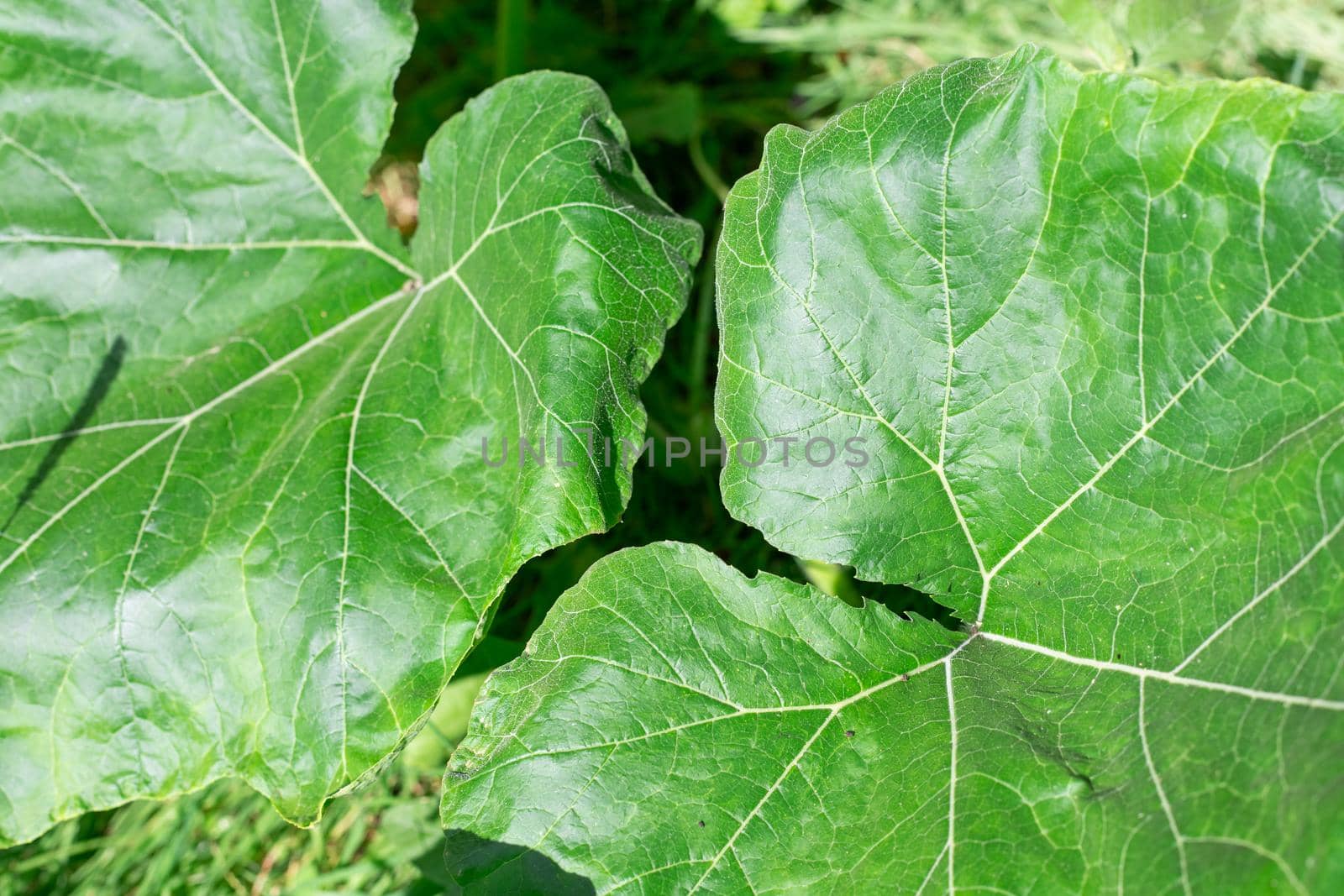 Large green pumpkin leaves. Natural plant background.