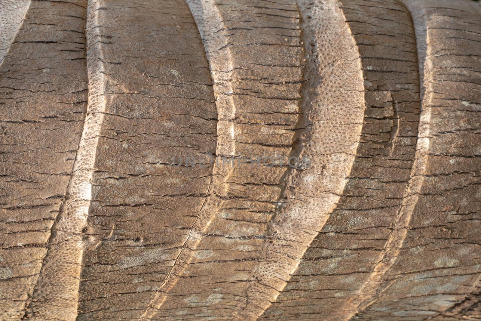 palm trunk texture, brown tree bark, template for text