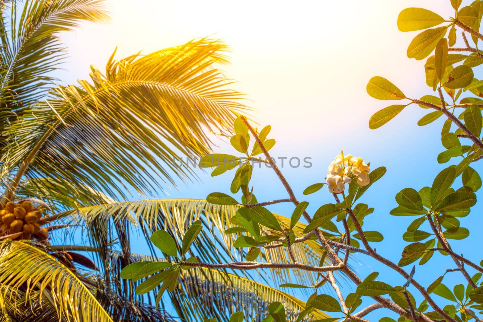 coconut palms and frangipani flowers in the sun, relaxation in the tropics, a place for copy space
