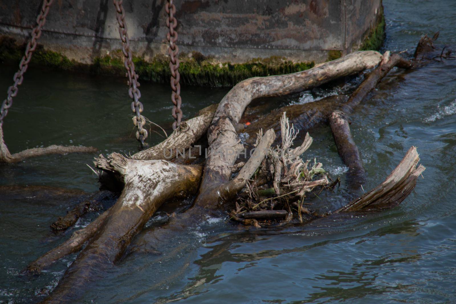 Driftwood in the river at the jetty