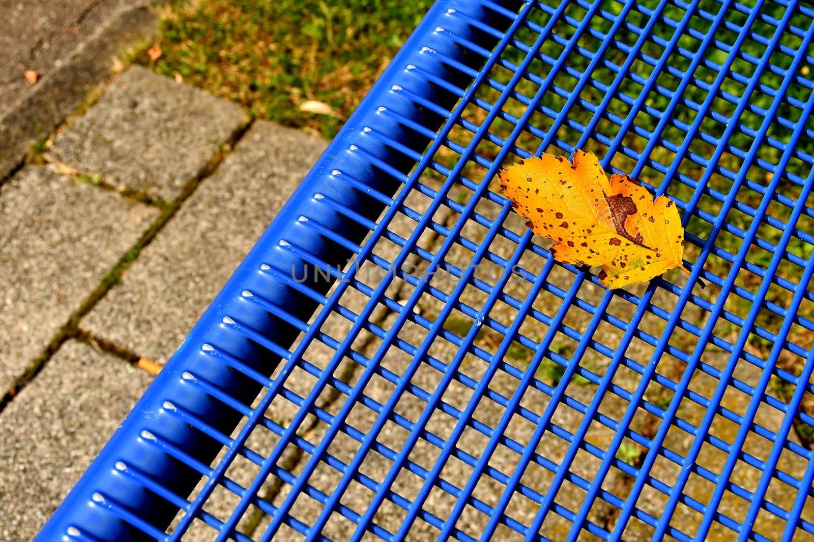 autumnal colored leaf on a blue grid of a seat by Jochen