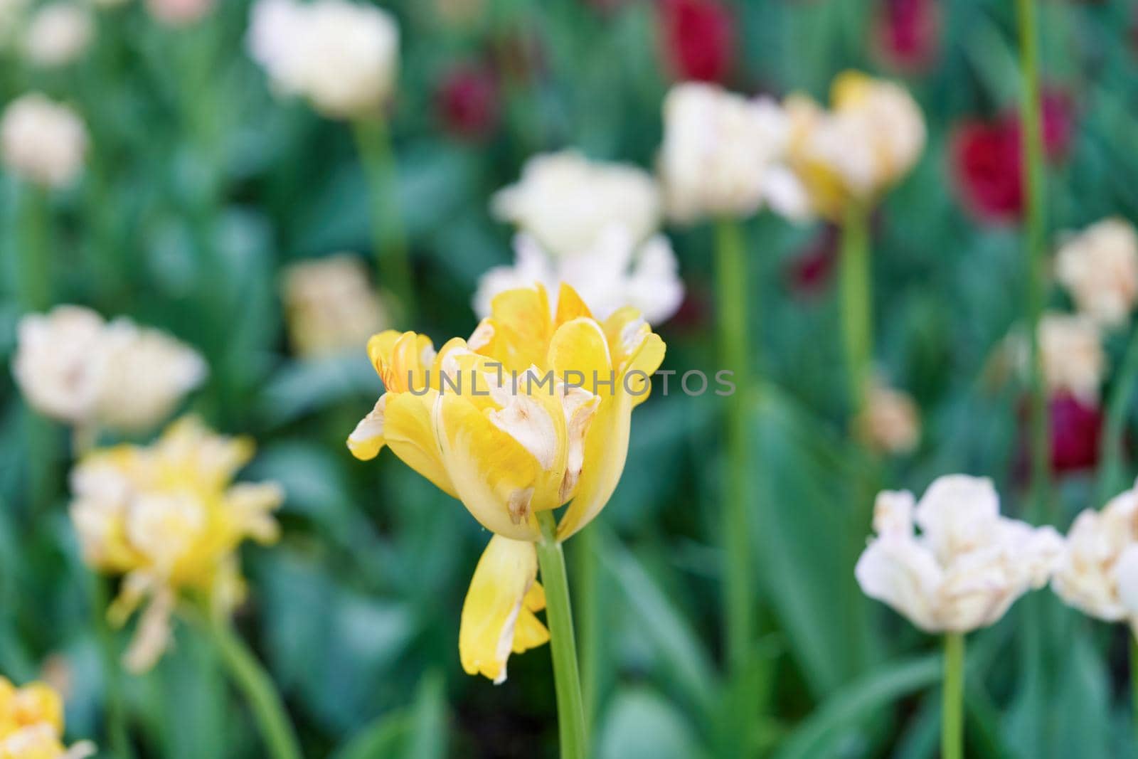 Bright flowers of tulips on a tulip field on a sunny morning, spring flowers tulips