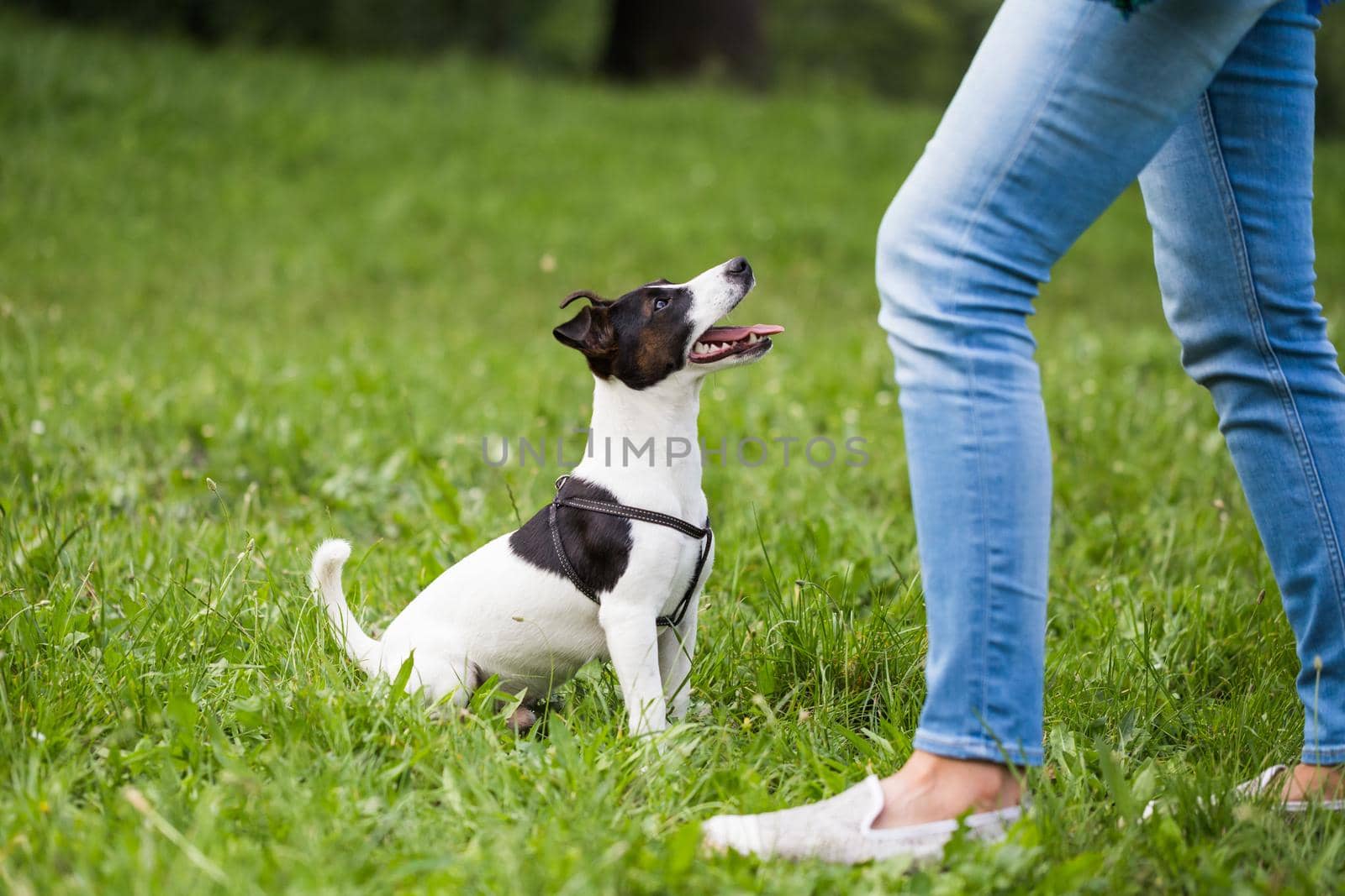 Cute dog Jack Russell Terrier looking and waiting for command from his owner in the nature