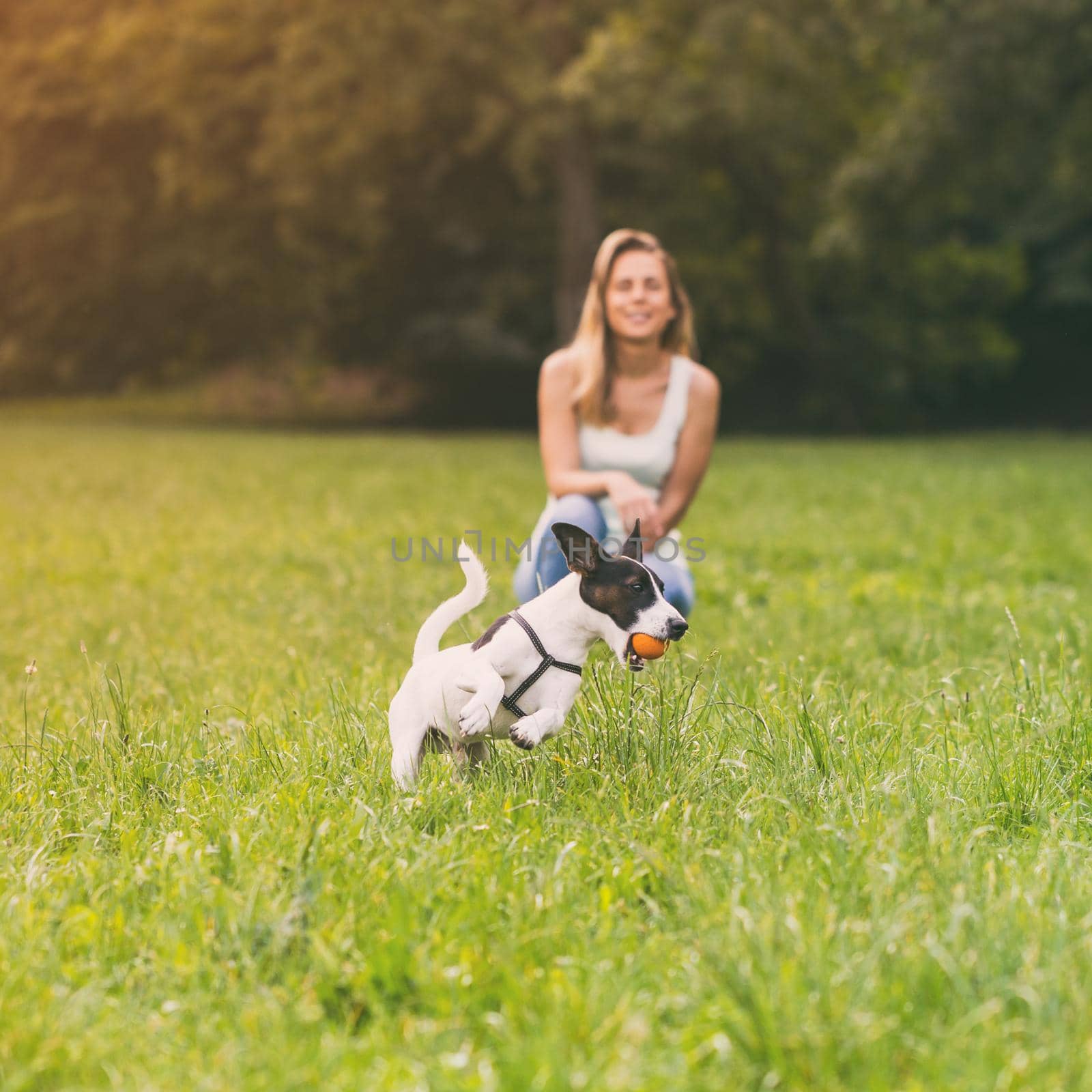 Woman and her dog Jack Russell Terrier playing in the nature by Bazdar