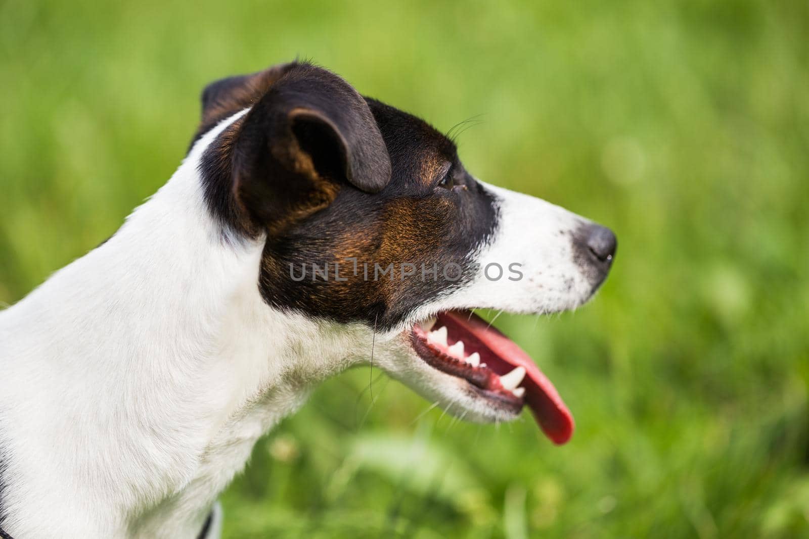 Portrait of beautiful dog Jack Russell Terrier in the nature by Bazdar