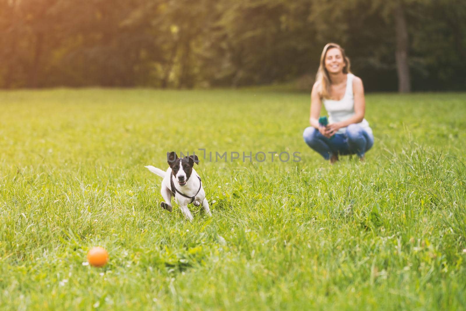 Woman and her dog Jack Russell Terrier playing in the nature by Bazdar