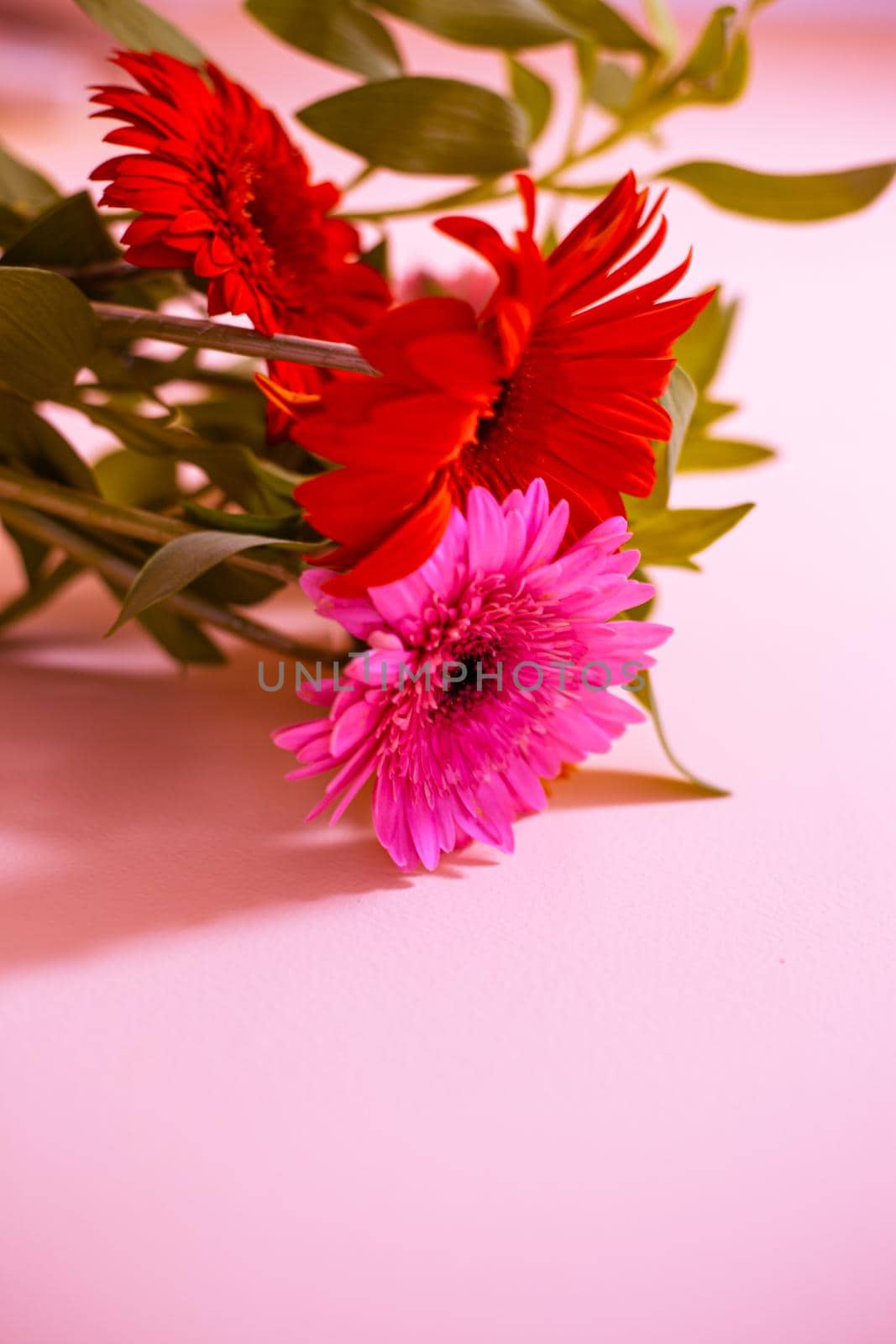 gerbera spring flowers on a purple background, blurred background