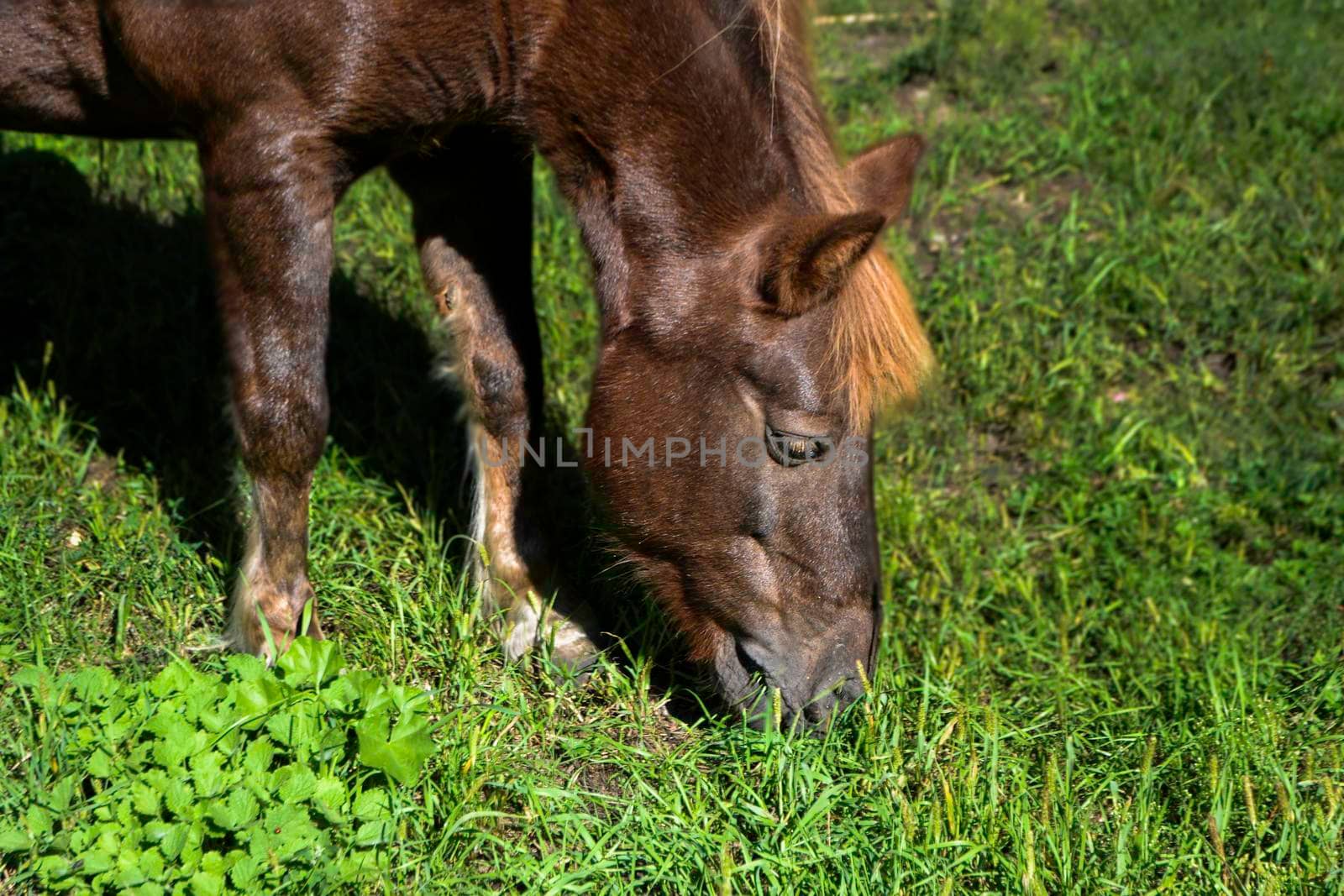 Portrait of a beautiful horse that eats grass, illuminated by sunlight on a warm summer day. Feeding livestock on the farm. High quality photo