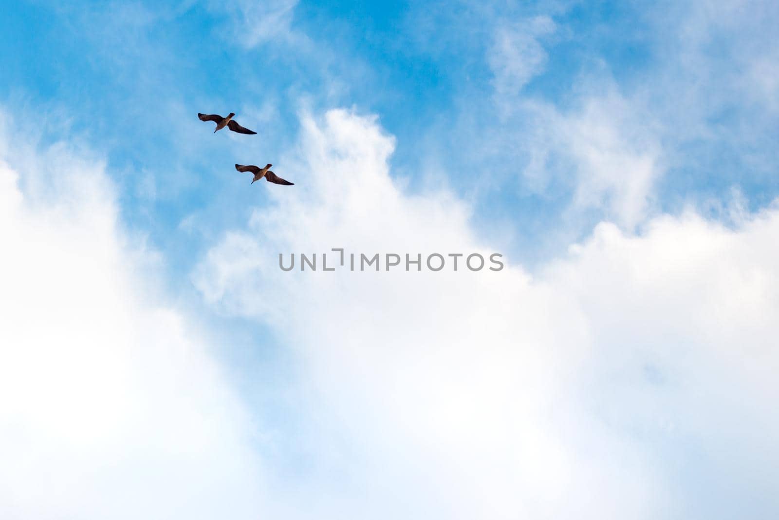 a pair of birds flies in the blue sky with clouds, a symbol of love and freedom