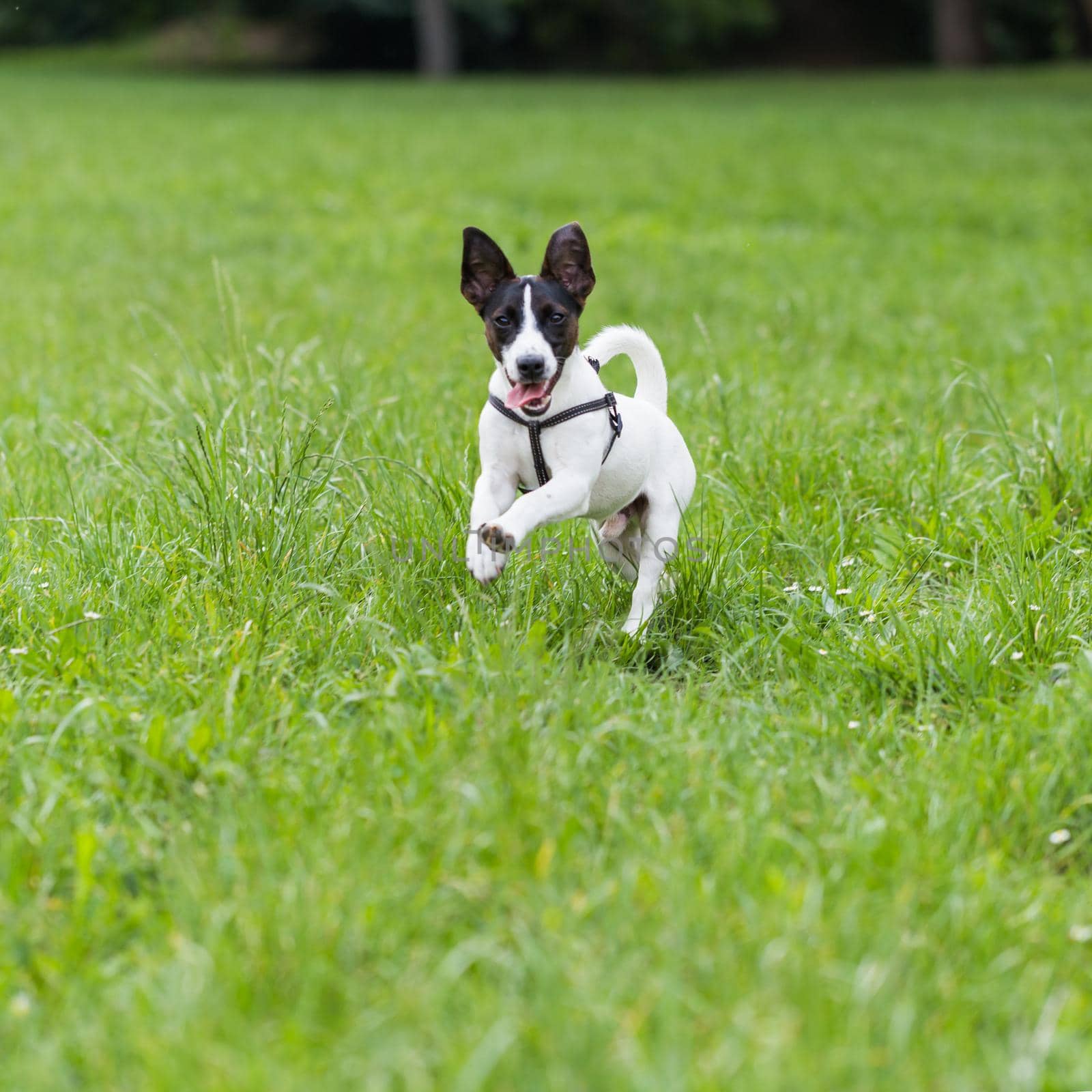 Happy dog Jack Russell Terrier enjoys running in the nature.