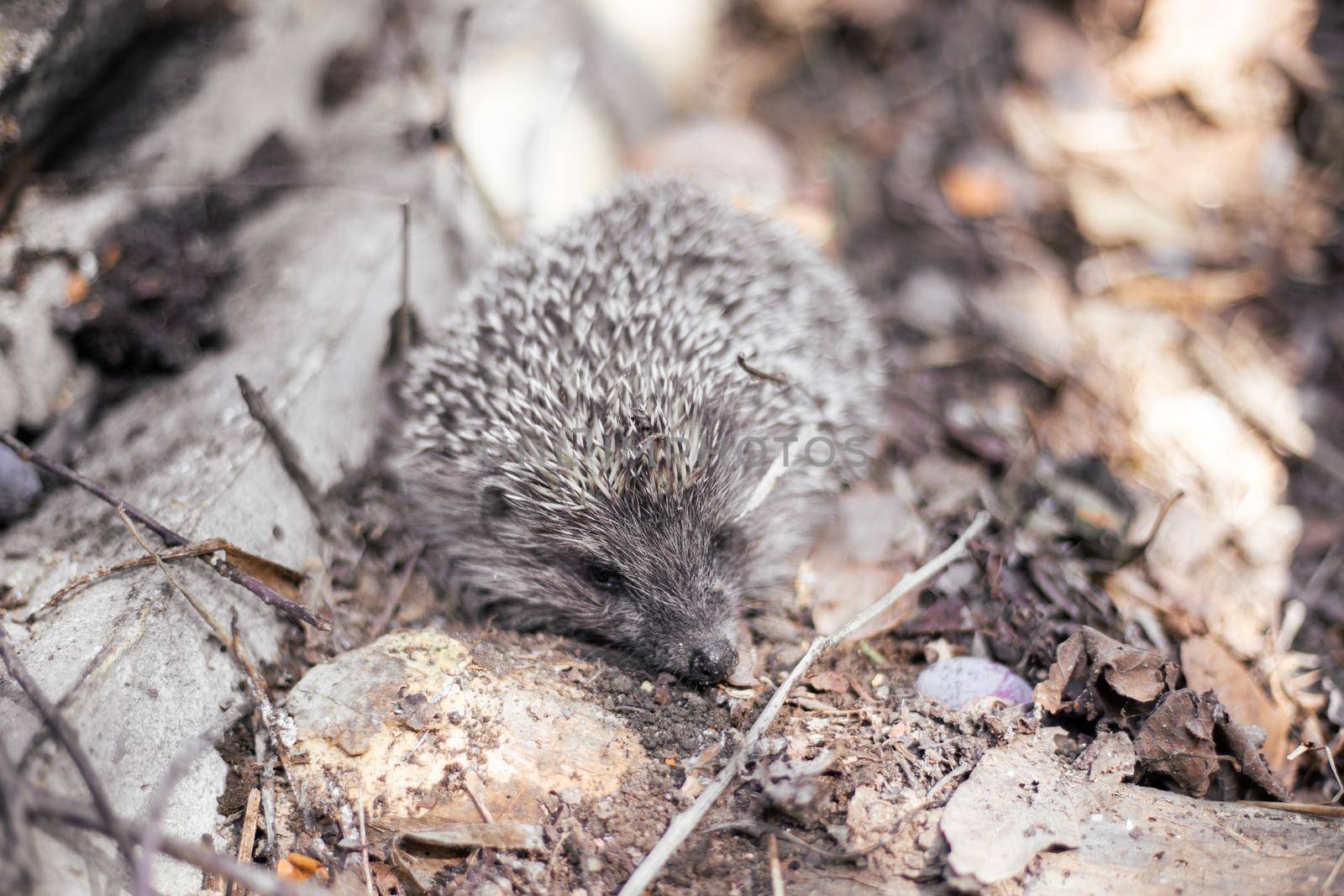 Small hedgehog in the foliage in the forest.