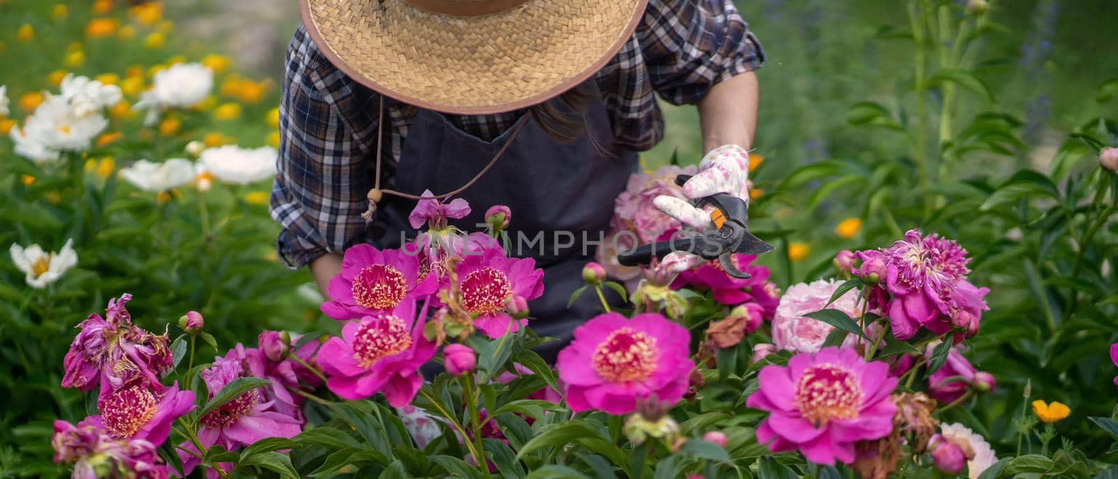 A gardener girl in a straw hat and gloves looks after bushes of lush pink peonies, a woman is engaged in gardening and plant cultivation.
