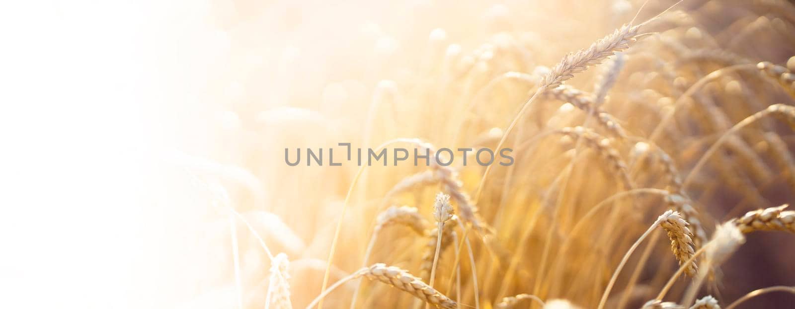 Stems of golden wheat with grain for flour production, wheat field.