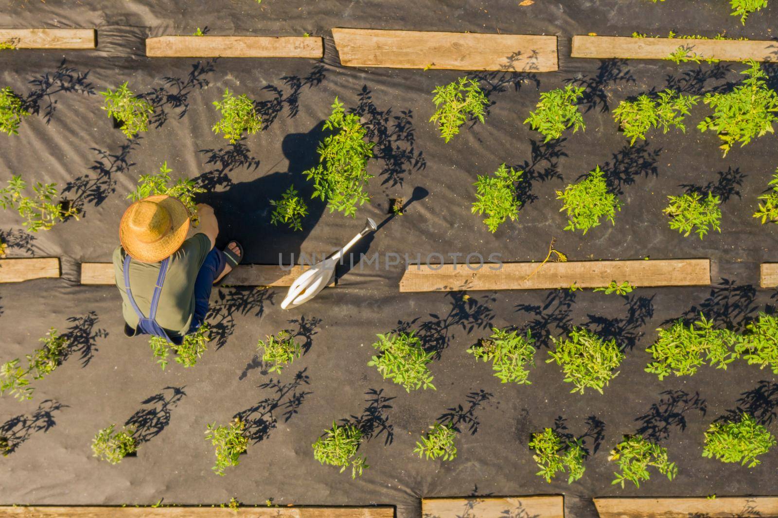 A young girl in a straw hat is standing in the middle of her beautiful green garden, covered in black garden membrane, view from above. A woman gardener is watering the plants with watering can