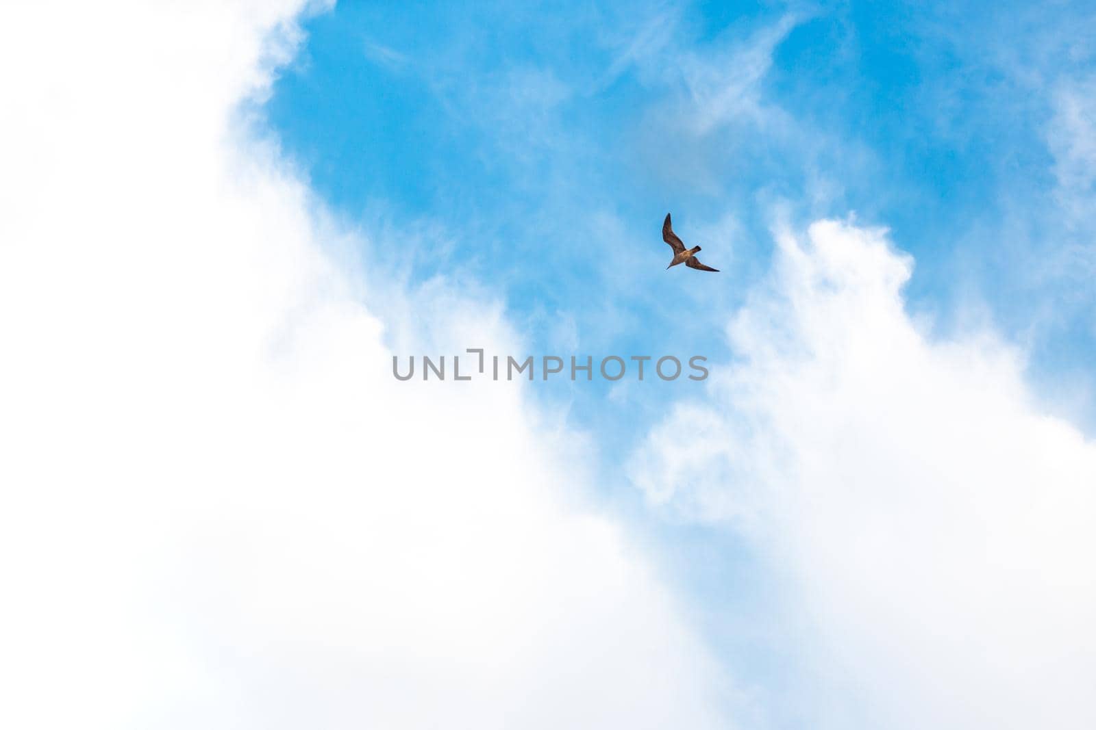 bird flies in the blue sky with clouds, a symbol of love and freedom