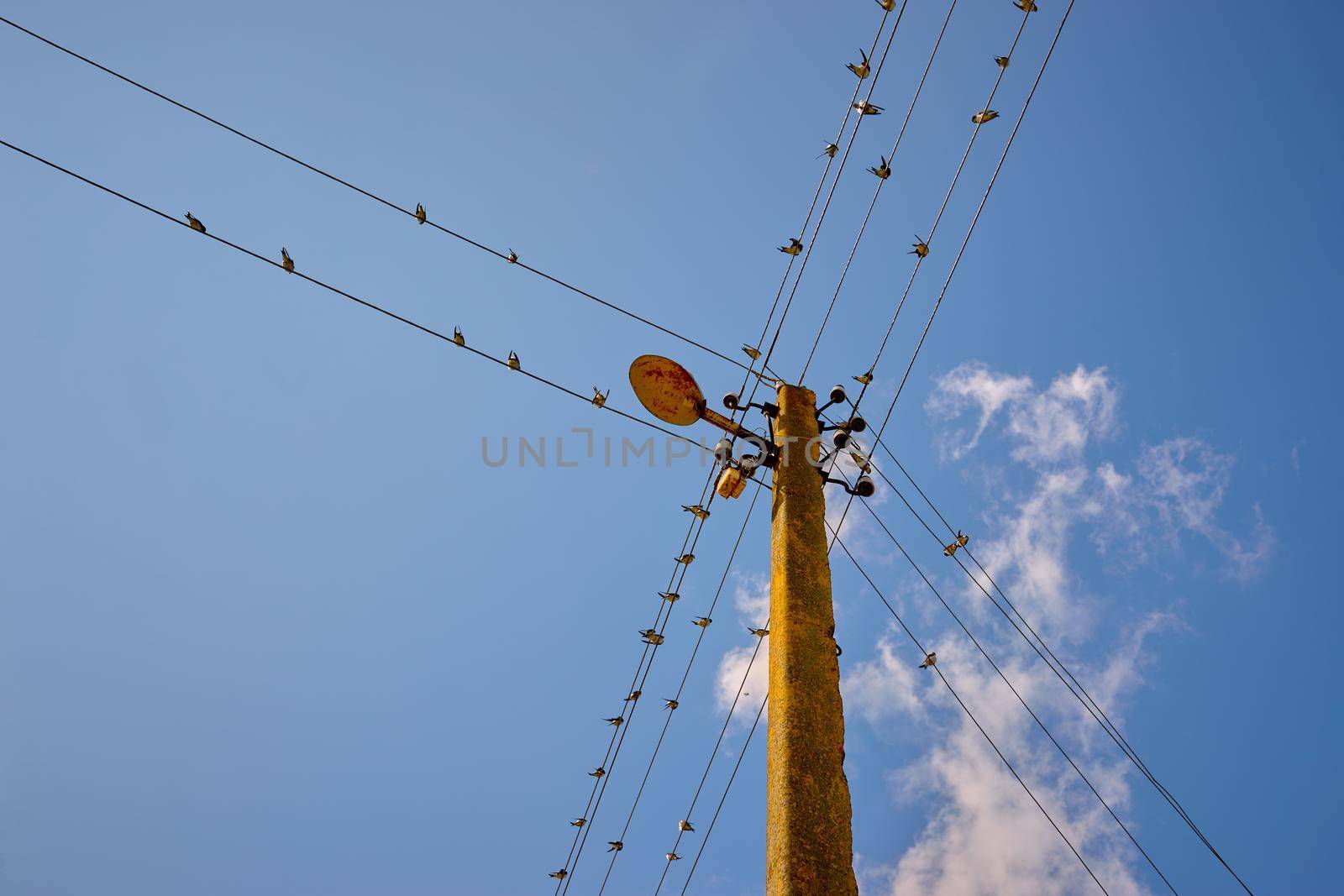 A flock of swallows against the blue sky on an electrical support on wires.